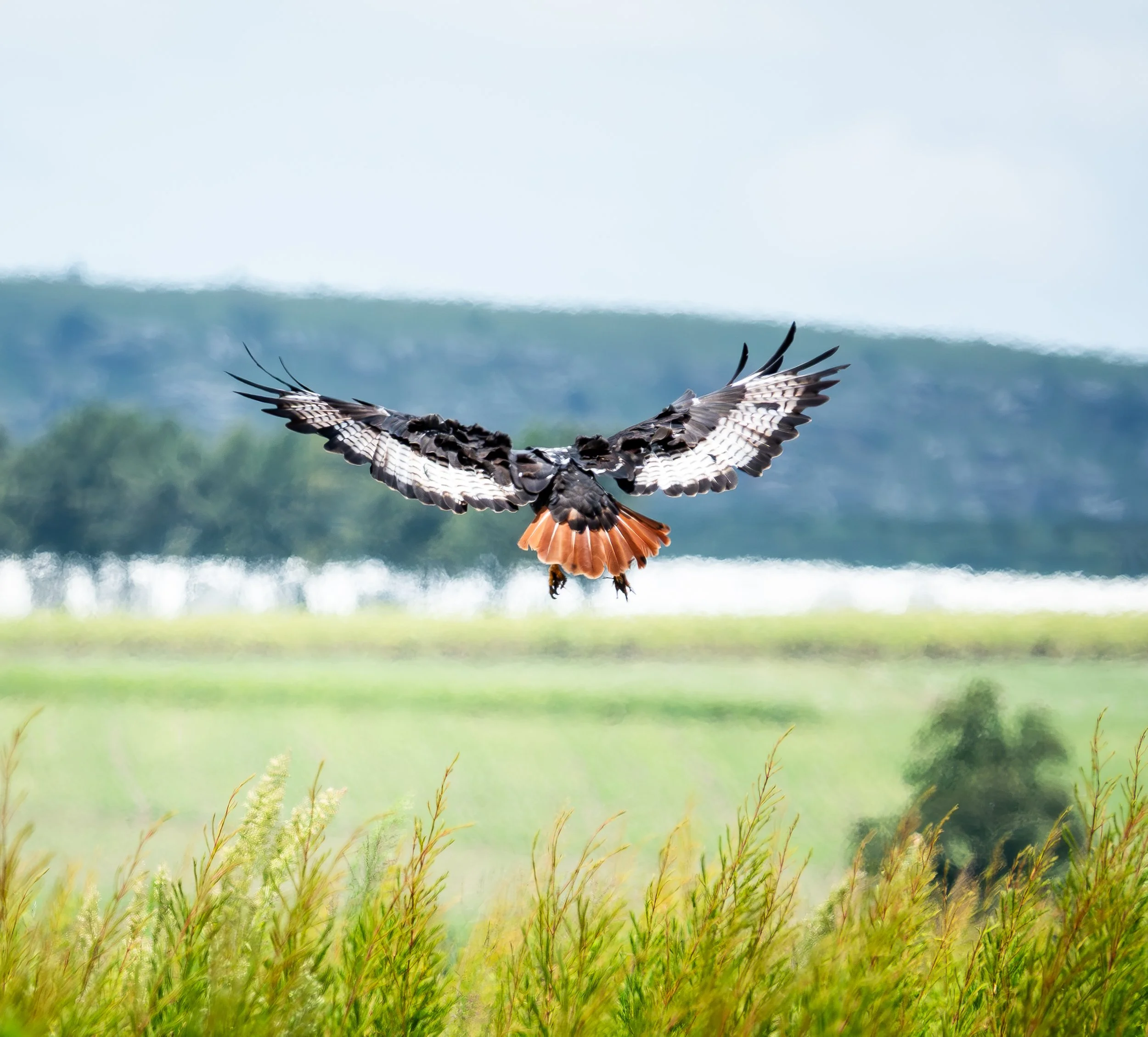 A jackal buzzard  flying low over a grassy field with a background of a blurred landscape and sky.