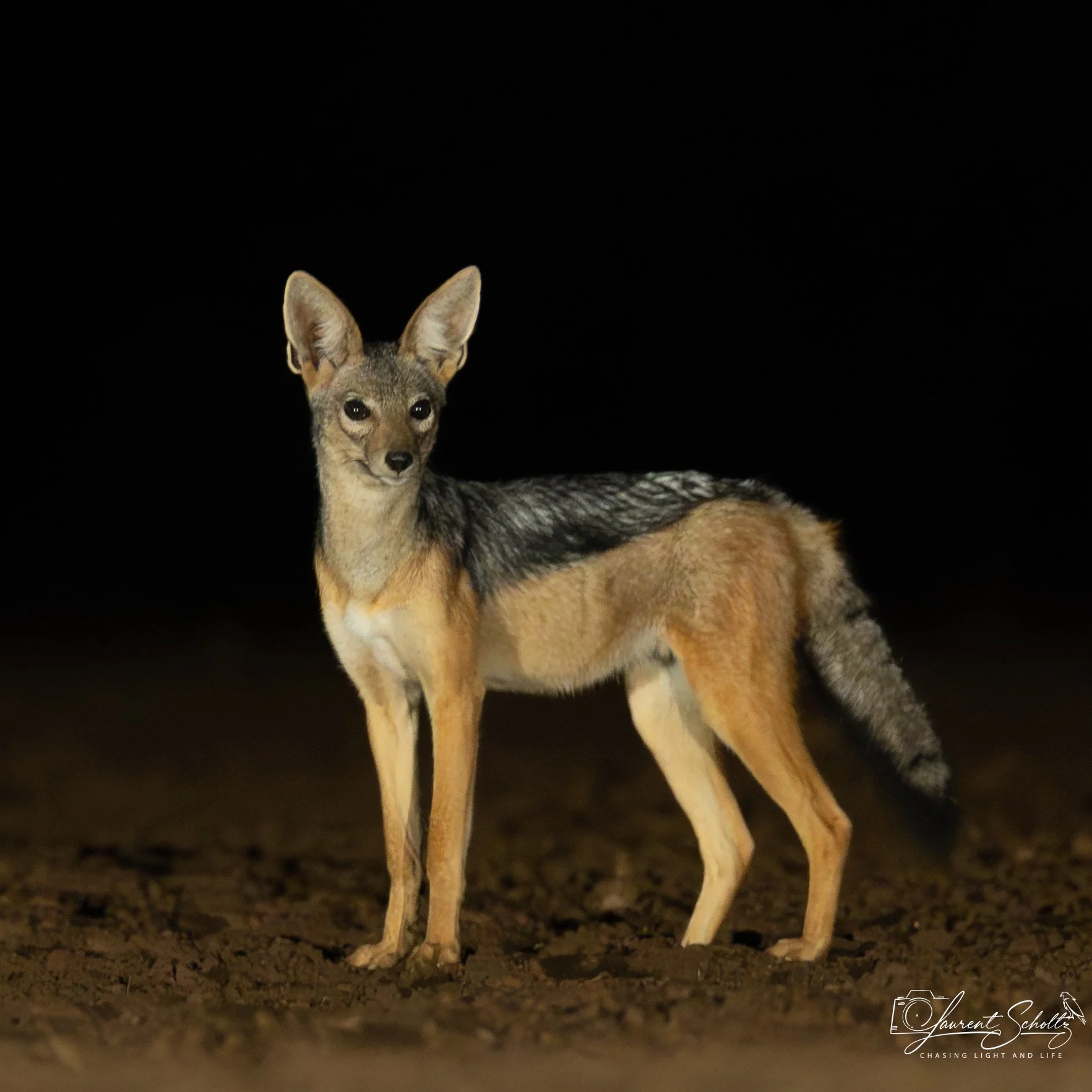 A close-up of a young deer with large ears, standing on a dark, earthen ground at night. The background is featureless and black.