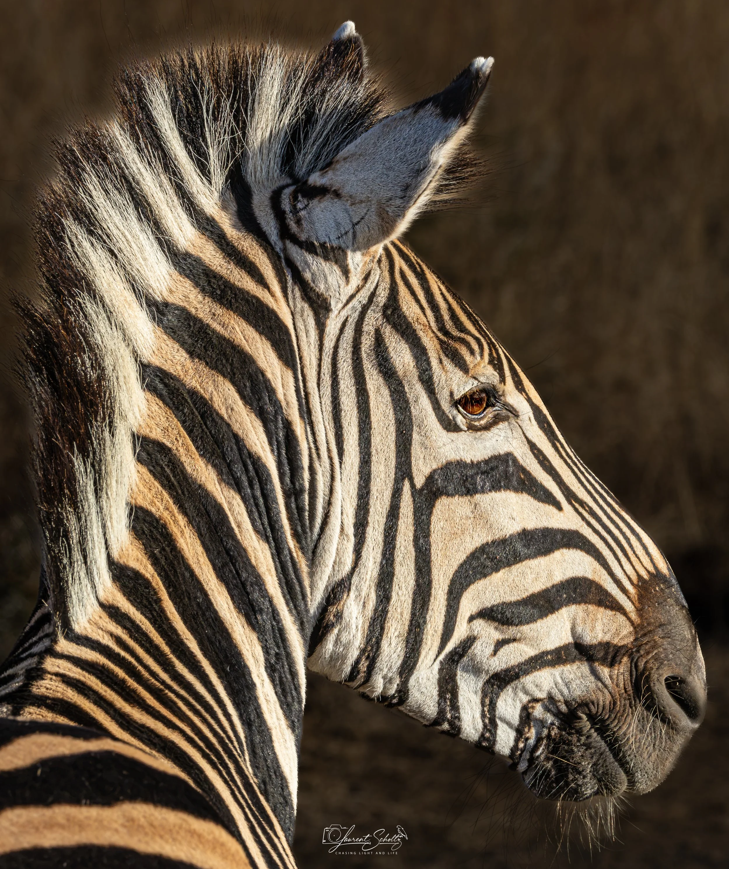 Close-up of a zebra's head and neck, showcasing black and white striped fur and detailed facial features.