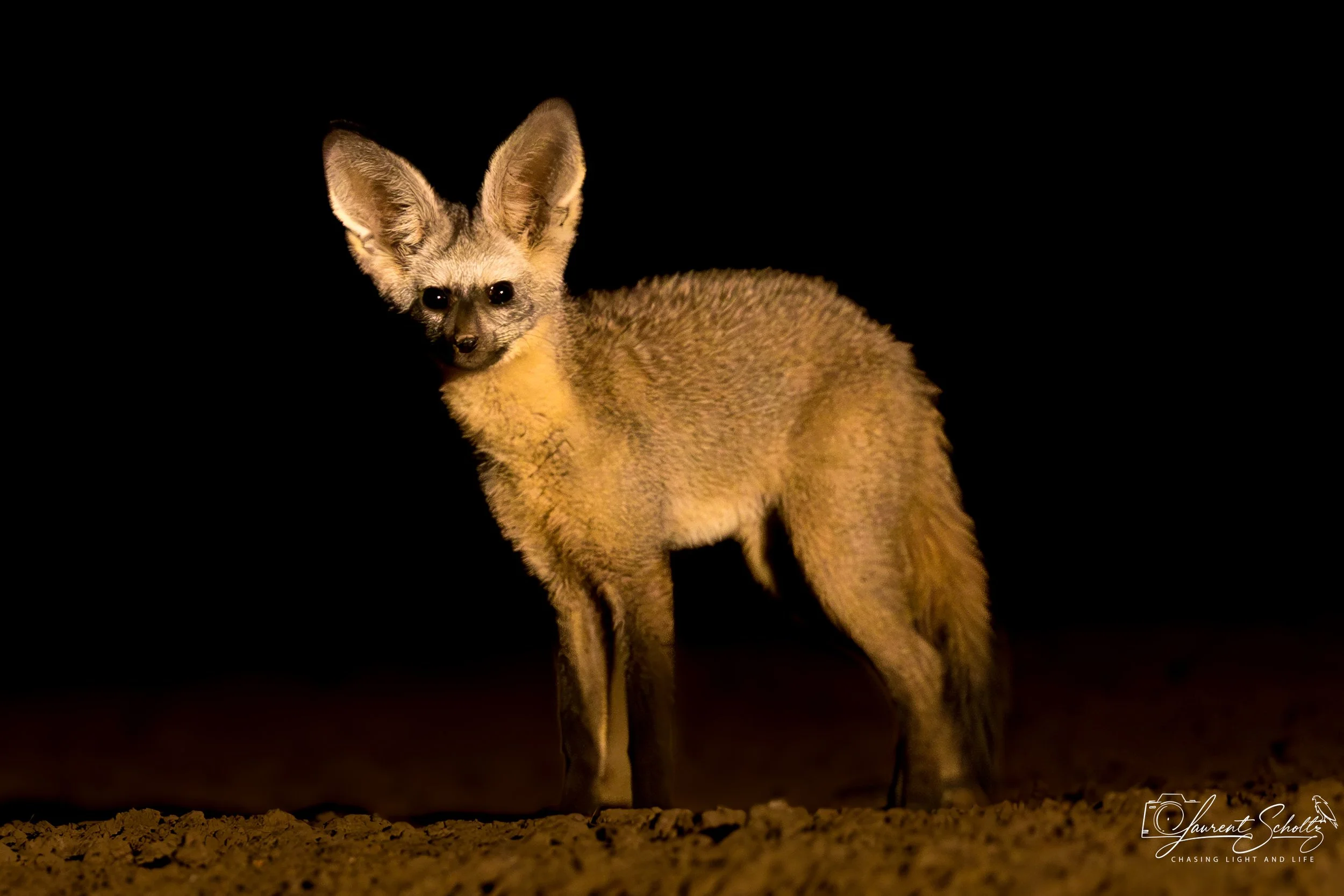 A bat eared fox standing on sandy ground at night, illuminated by a light source, with large ears and dark eyes.