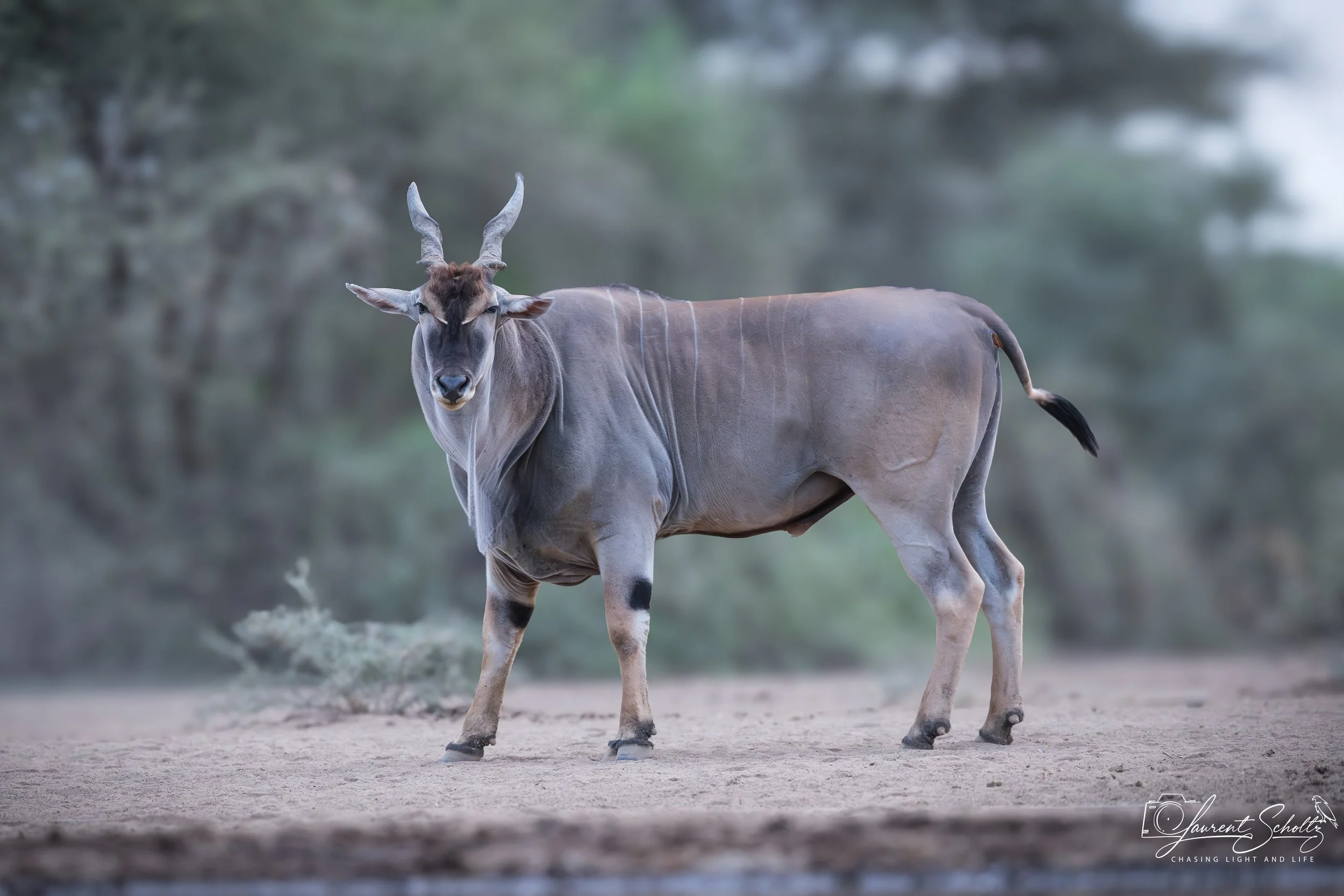 An eland  with long, curved horns standing on sandy ground in a natural setting with blurred green trees in the background.
