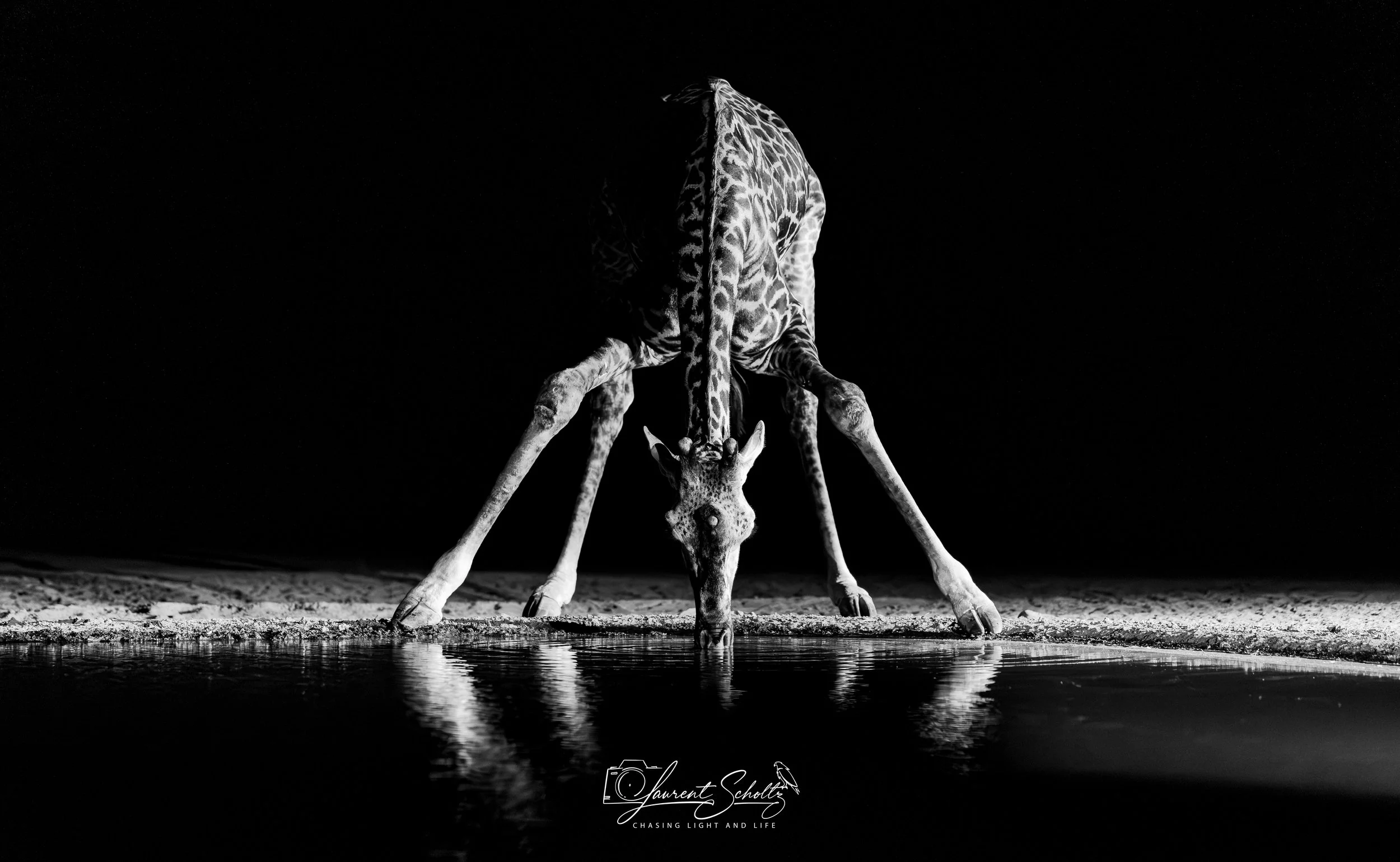 Black and white photograph of a giraffe drinking water, with a dark background and reflection in the water.