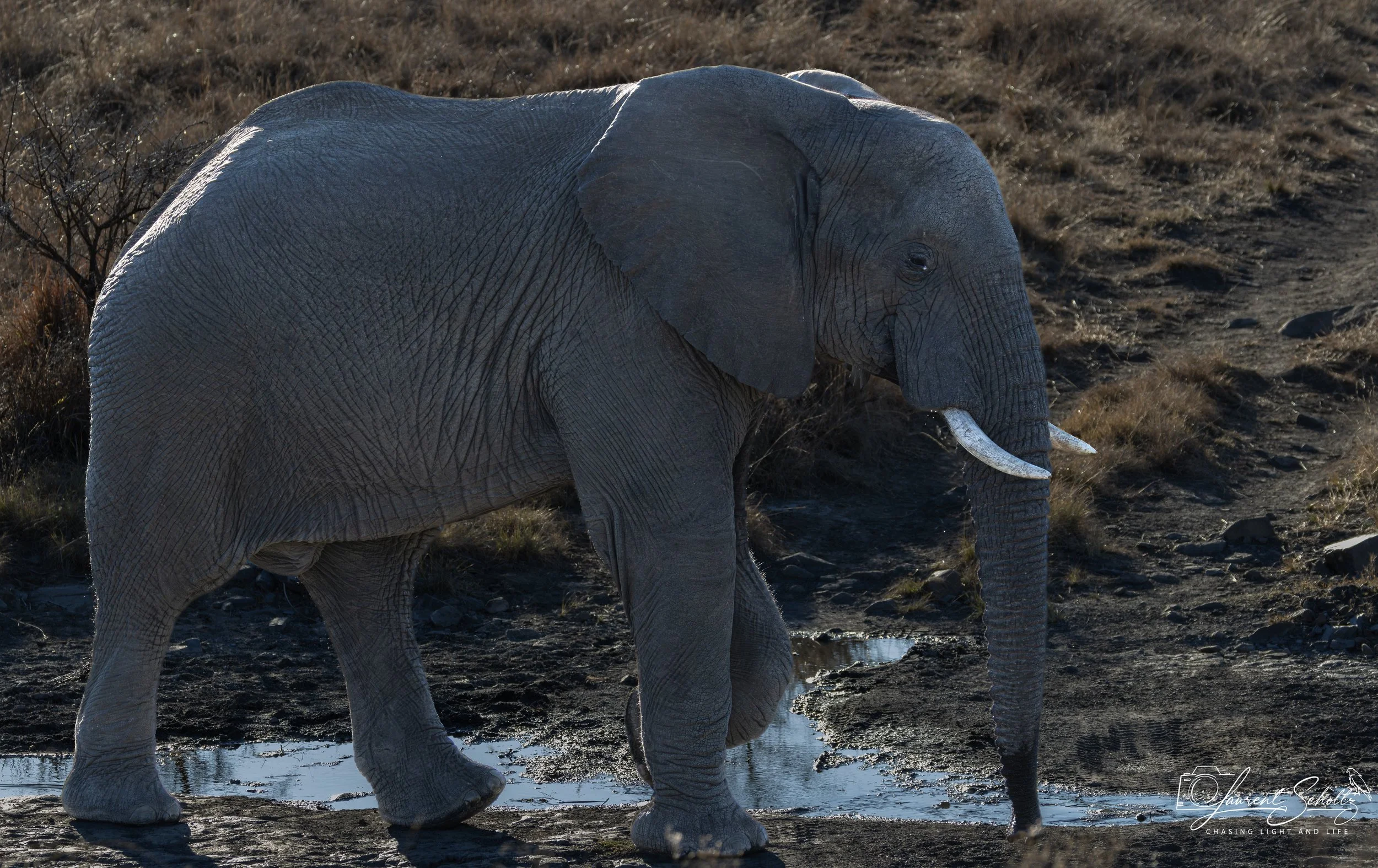 An adult elephant walking towards a water hole in a dry landscape during daytime.