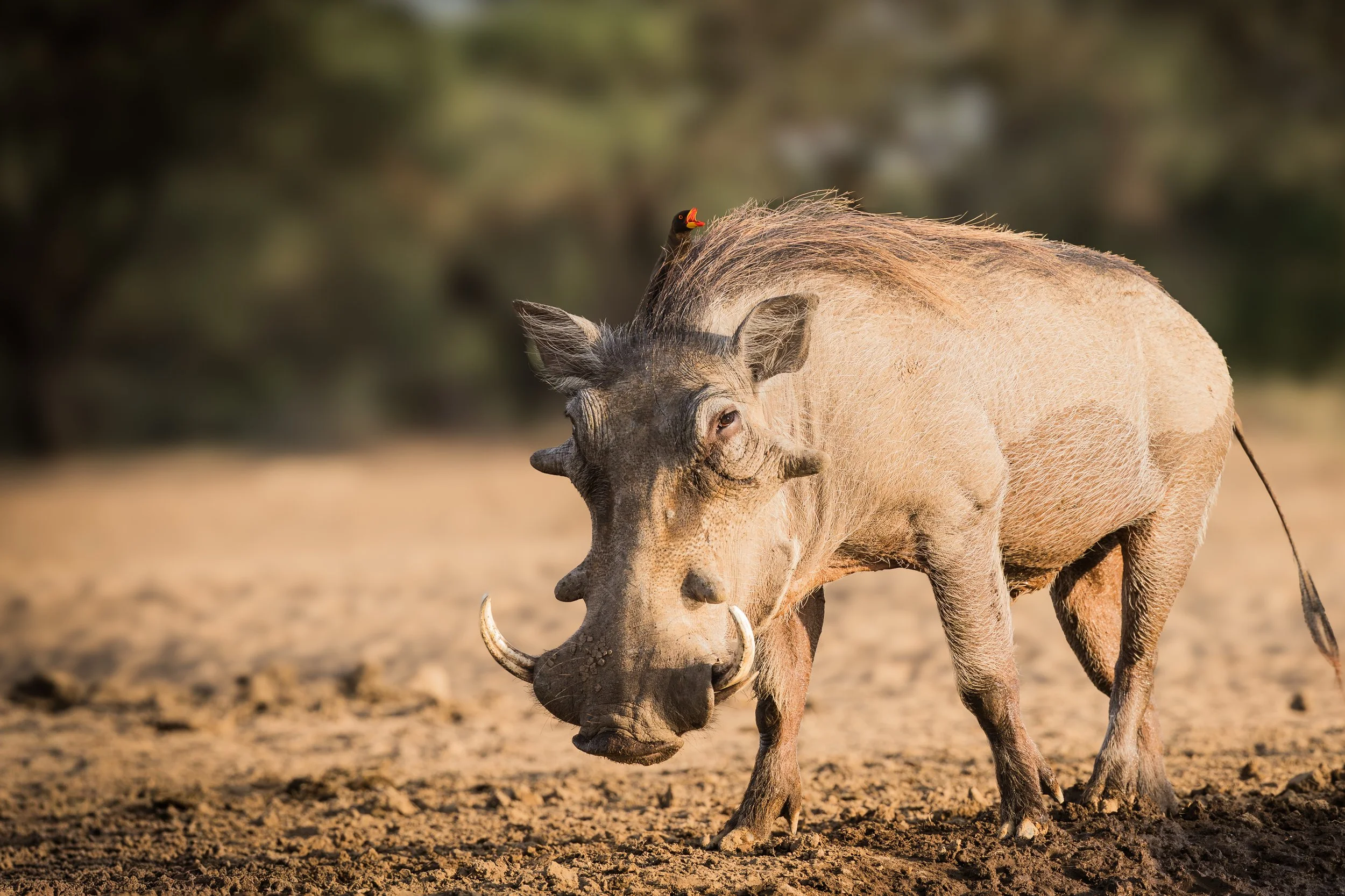 A warthog grazing on dry soil with a bird perched on its back against a blurred background of trees.