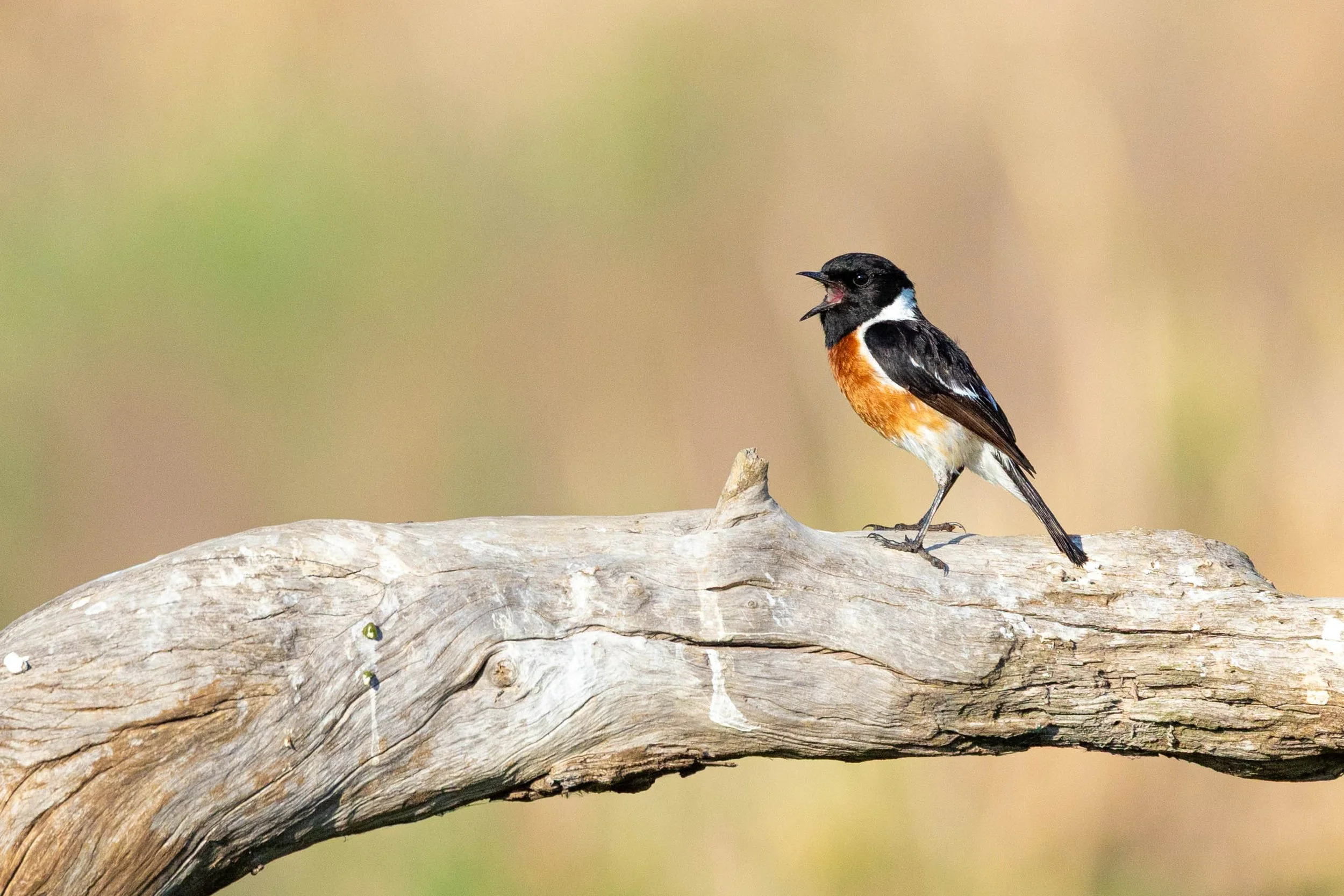 A small black and white bird with orange on its chest, perched on a curved, weathered piece of wood, singing with its beak open.