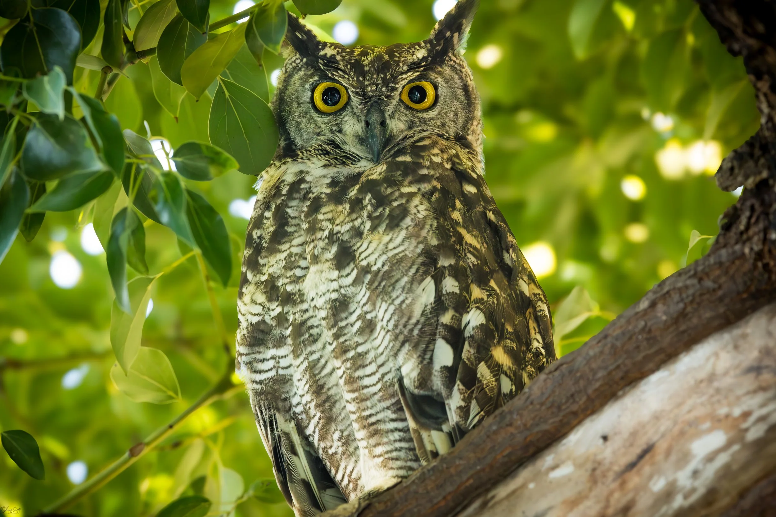 A large owl with yellow eyes perched on a tree branch among green leaves.