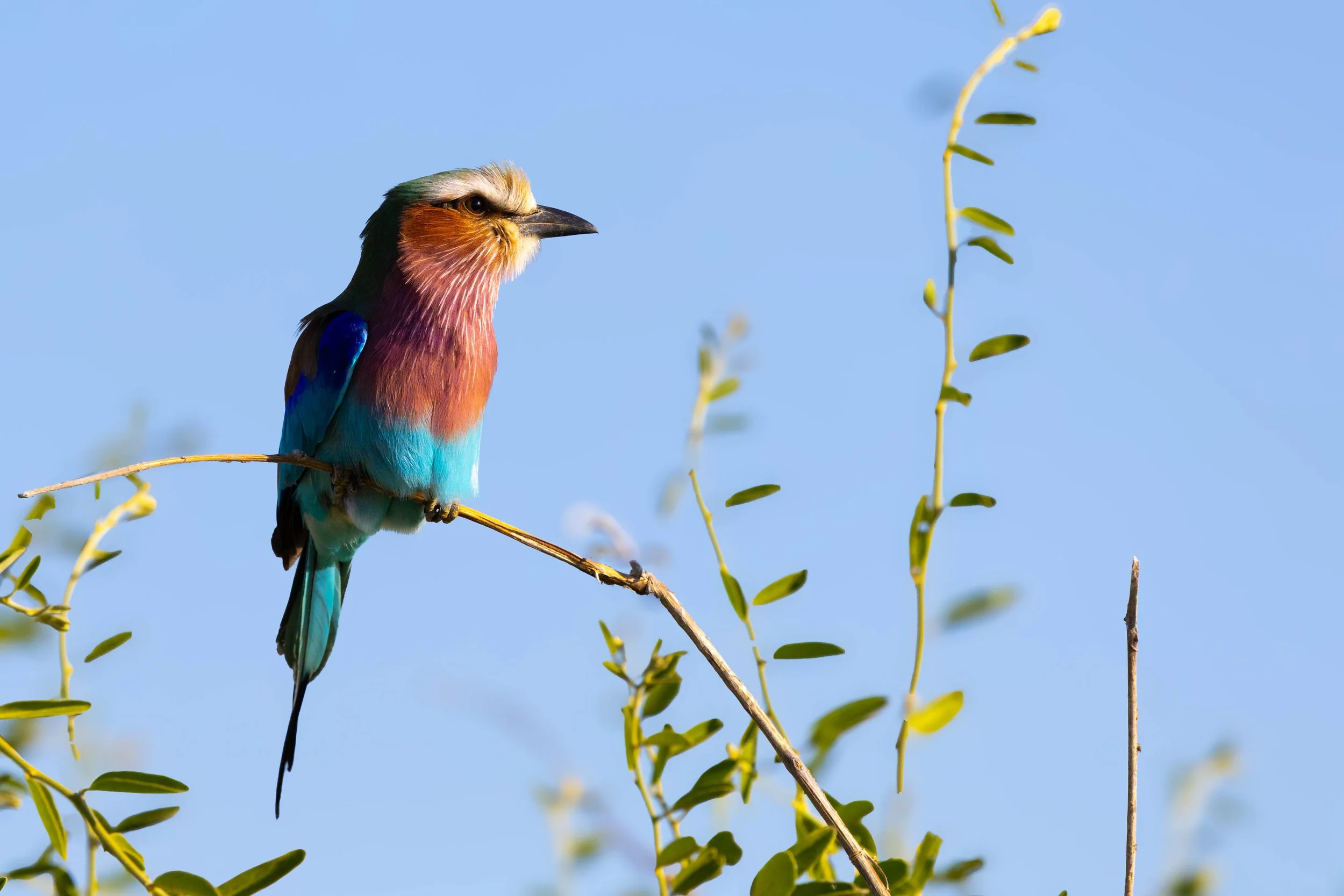 Colorful lilac breasted roller perched on a branch against a clear blue sky, with small green leaves growing on nearby branches.