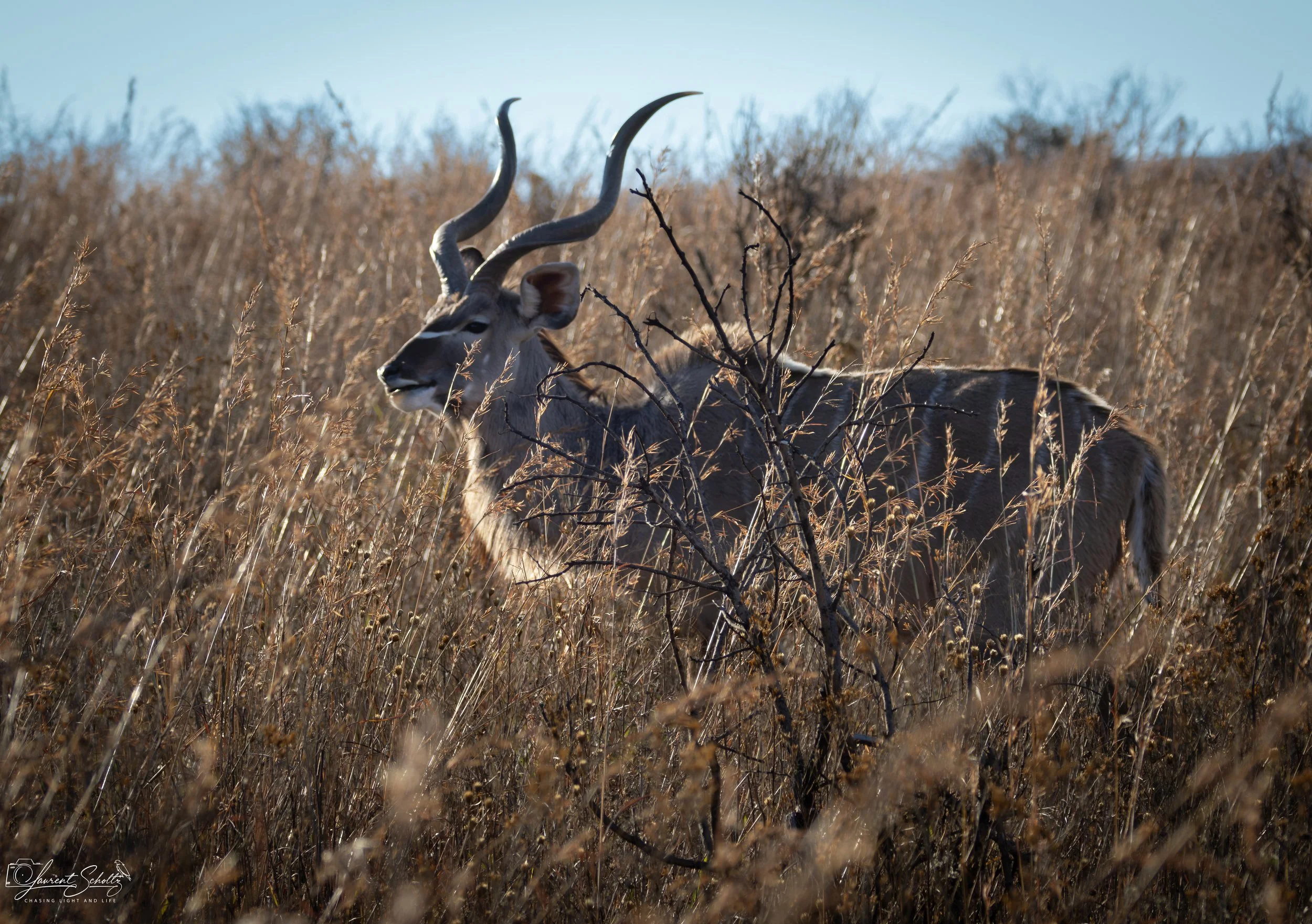 A kudu antelope with long, twisted horns standing in dry grassland with sparse bushes.