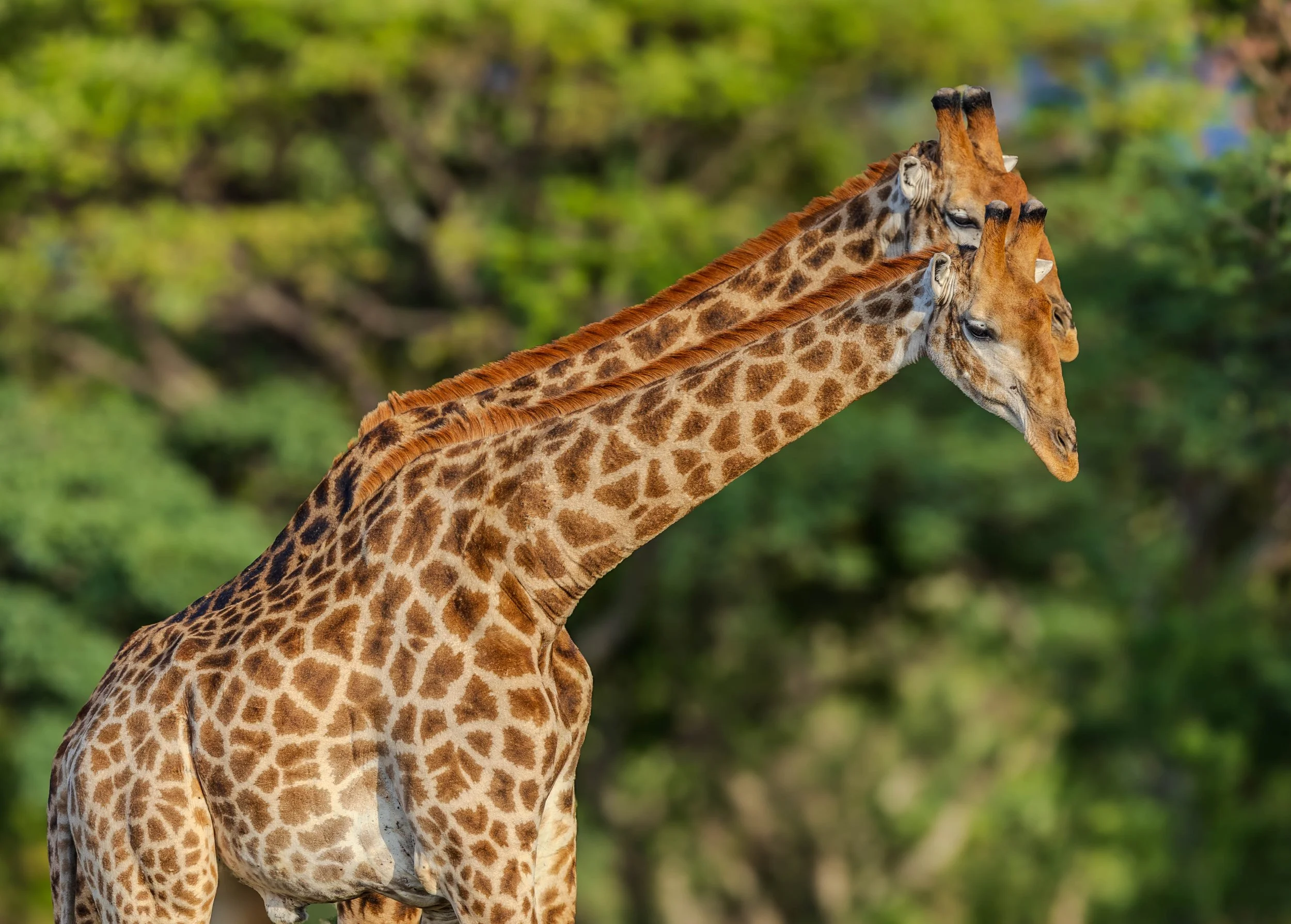Three giraffes standing side by side in a lush green forest.