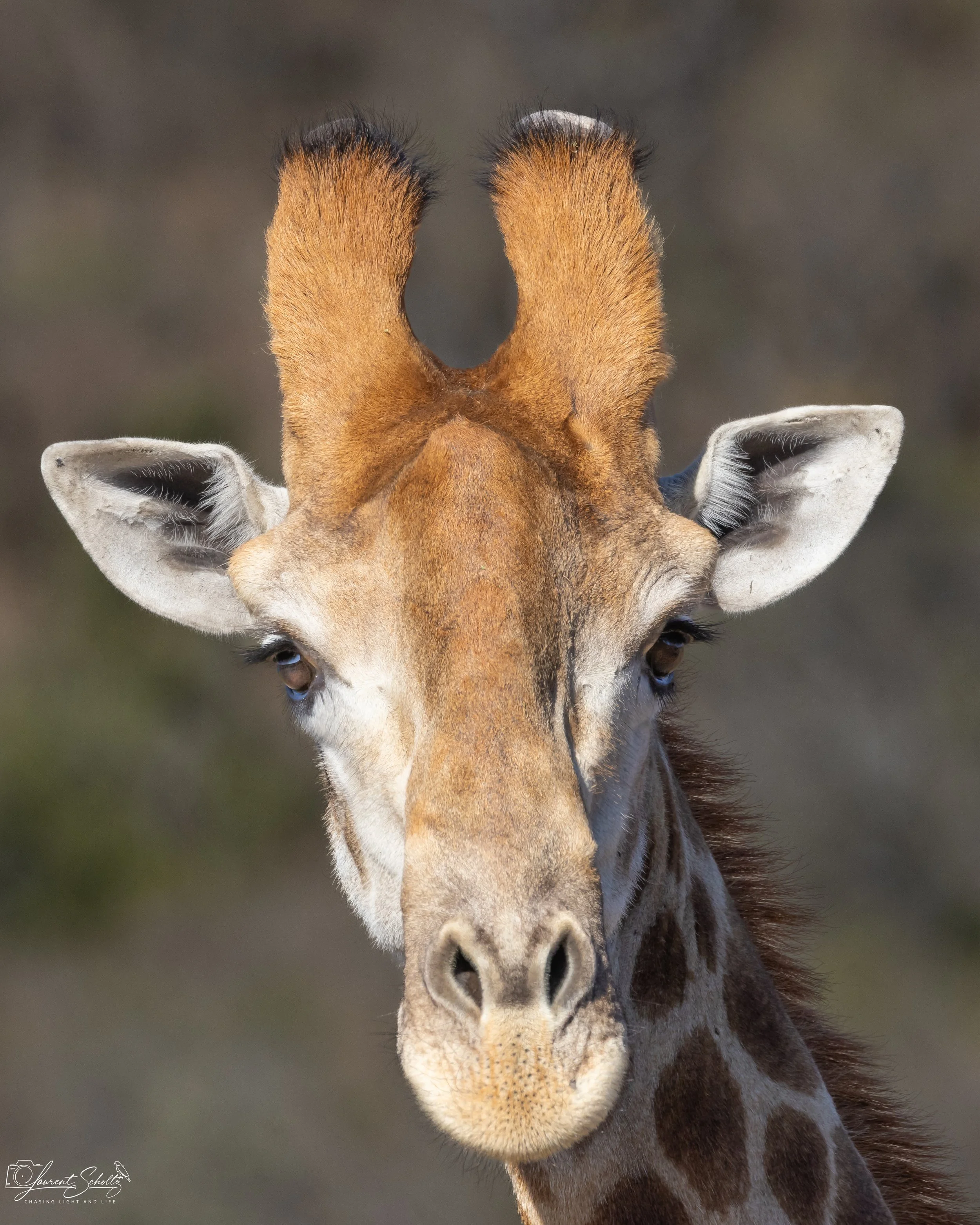 Close-up of a giraffe's face showing its large nose, eyes, ears, and ossicones with a blurred background.