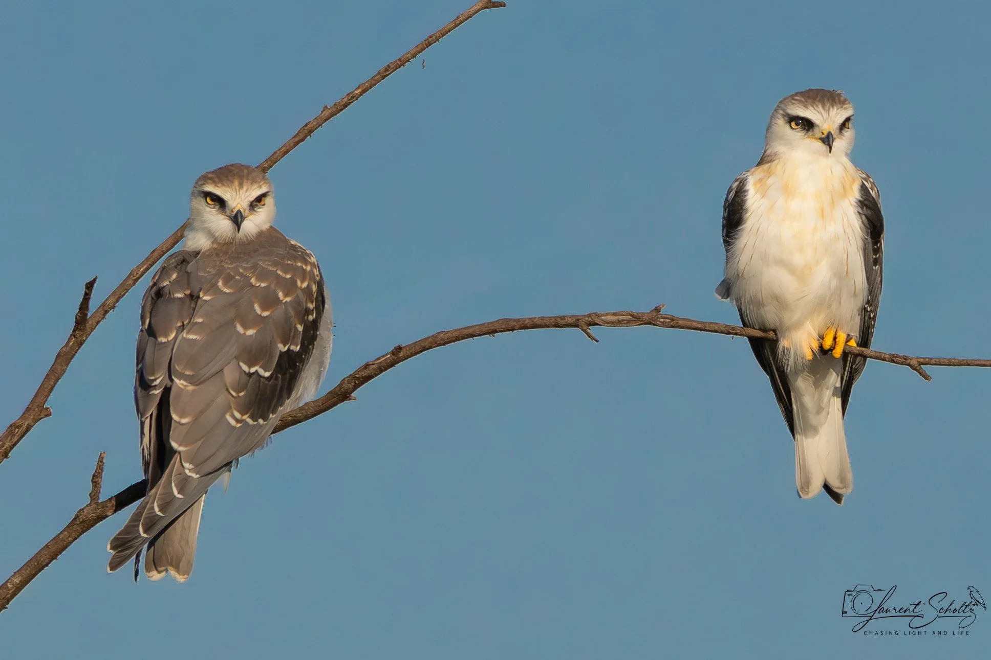Two hawks perched on a bare tree branch against a clear blue sky.