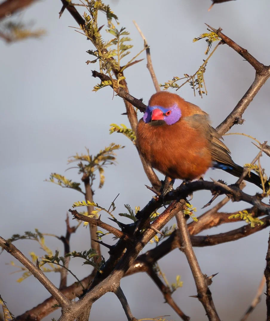 A colorful violet cheeked waxbill  with a purple face, red beak, and brown and black feathers perched on a branch of a leafless shrub.
