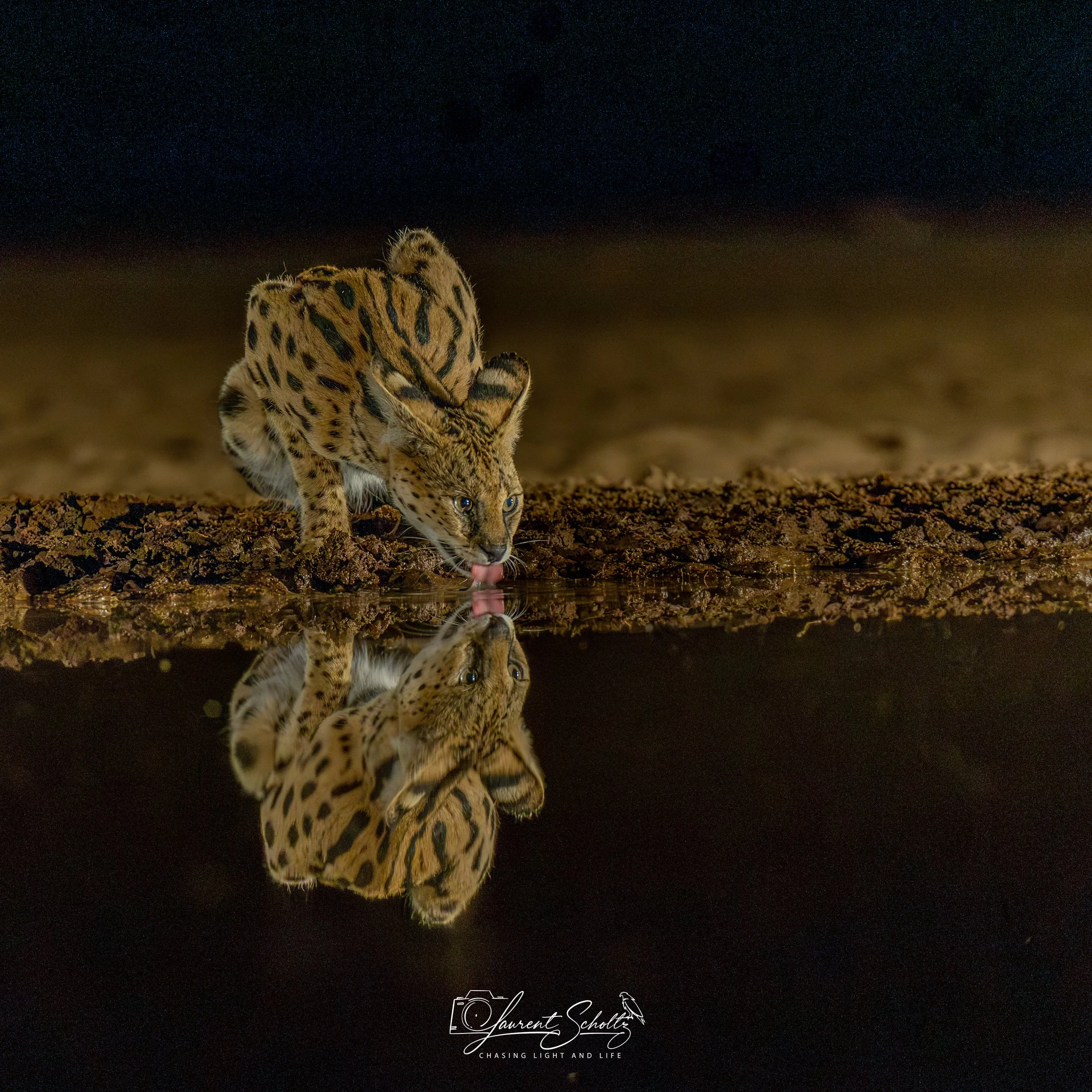 A serval drinking water from a small pond, with his reflection visible in the water.