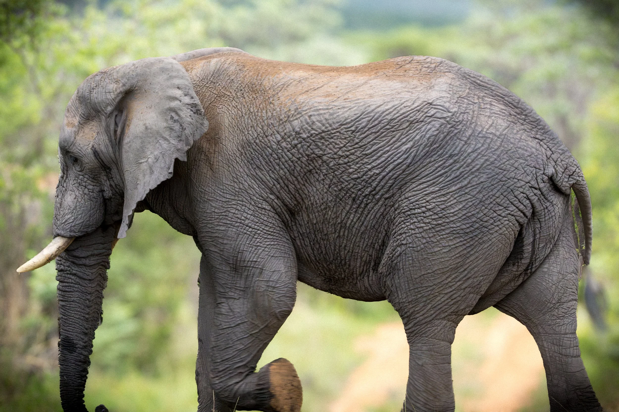 A close-up of an adult elephant walking through a green natural habitat.