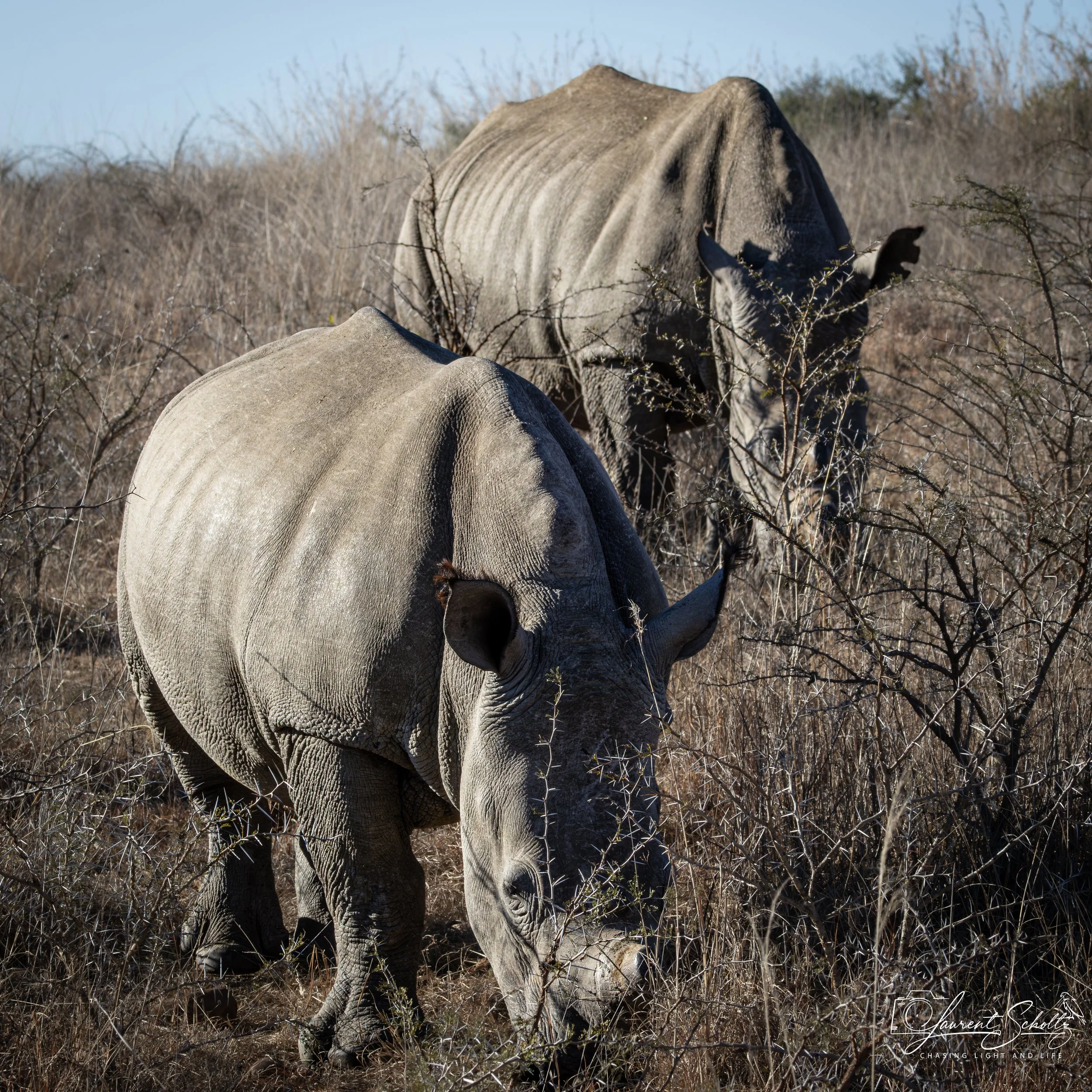 A gray rhinoceros standing among dry bushes and grass in a natural habitat, with a clear blue sky in the background.