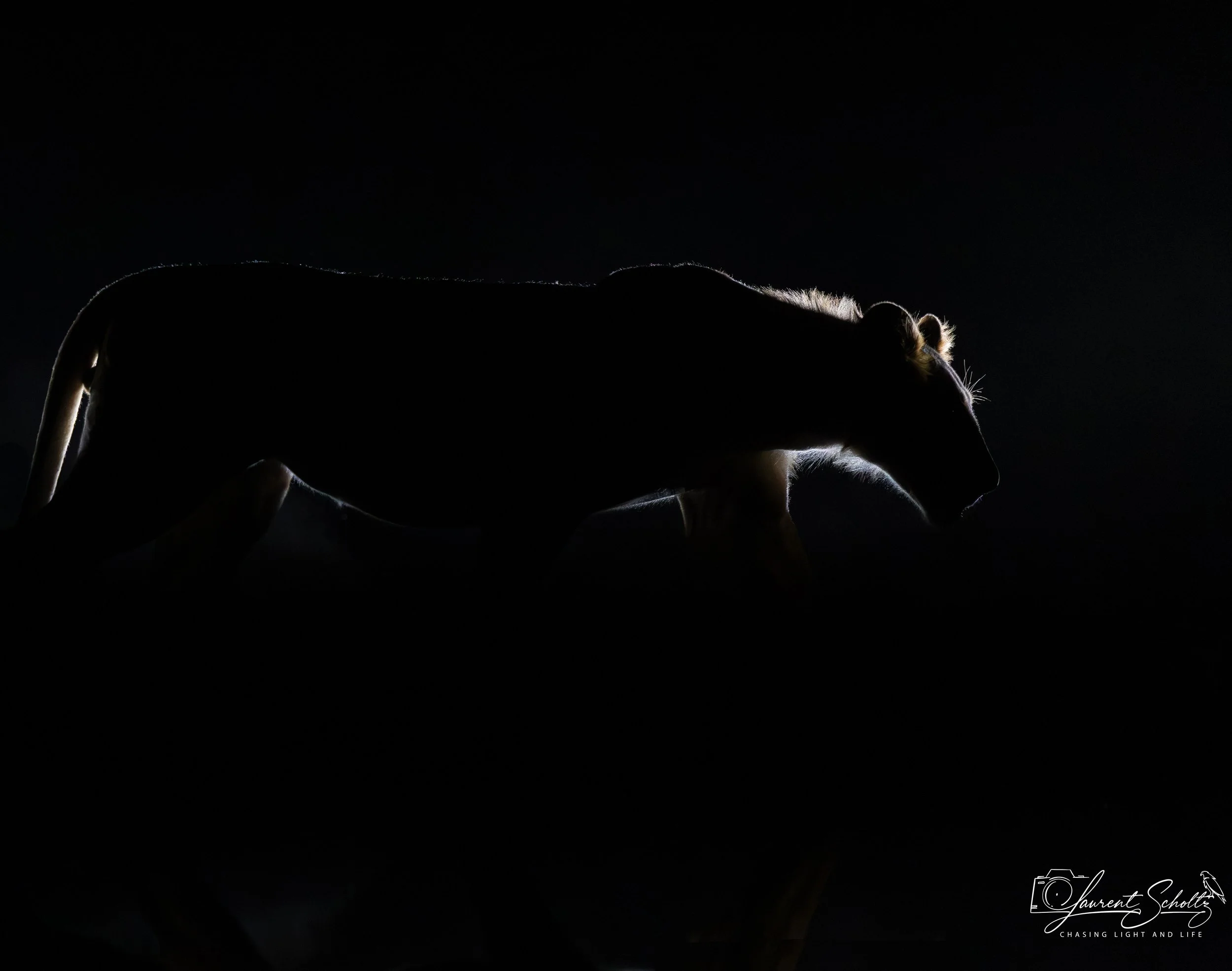 A silhouette of a feline, likely a panther or large cat, resting in a dark environment with backlit highlighting its fur outline.