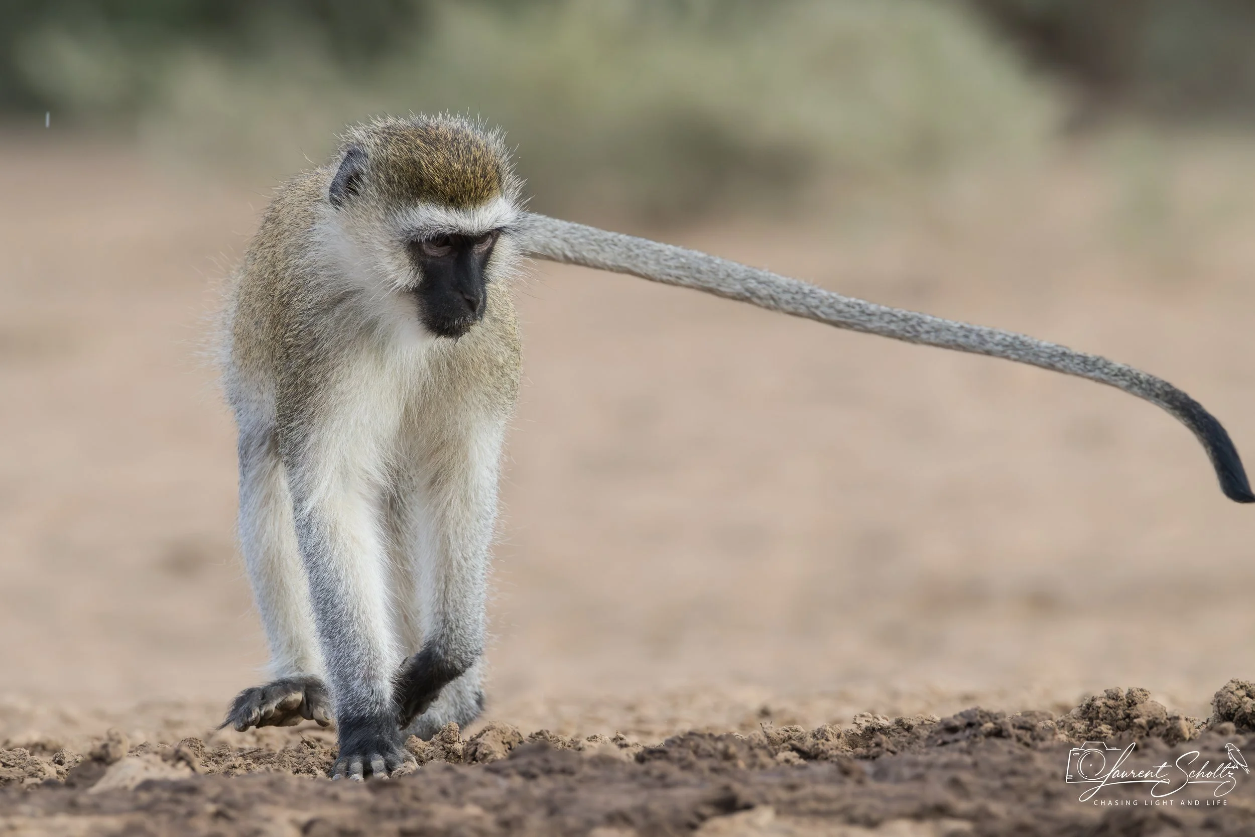 A young monkey walking on sandy ground, with a leash attached to its neck, in a natural outdoor setting.