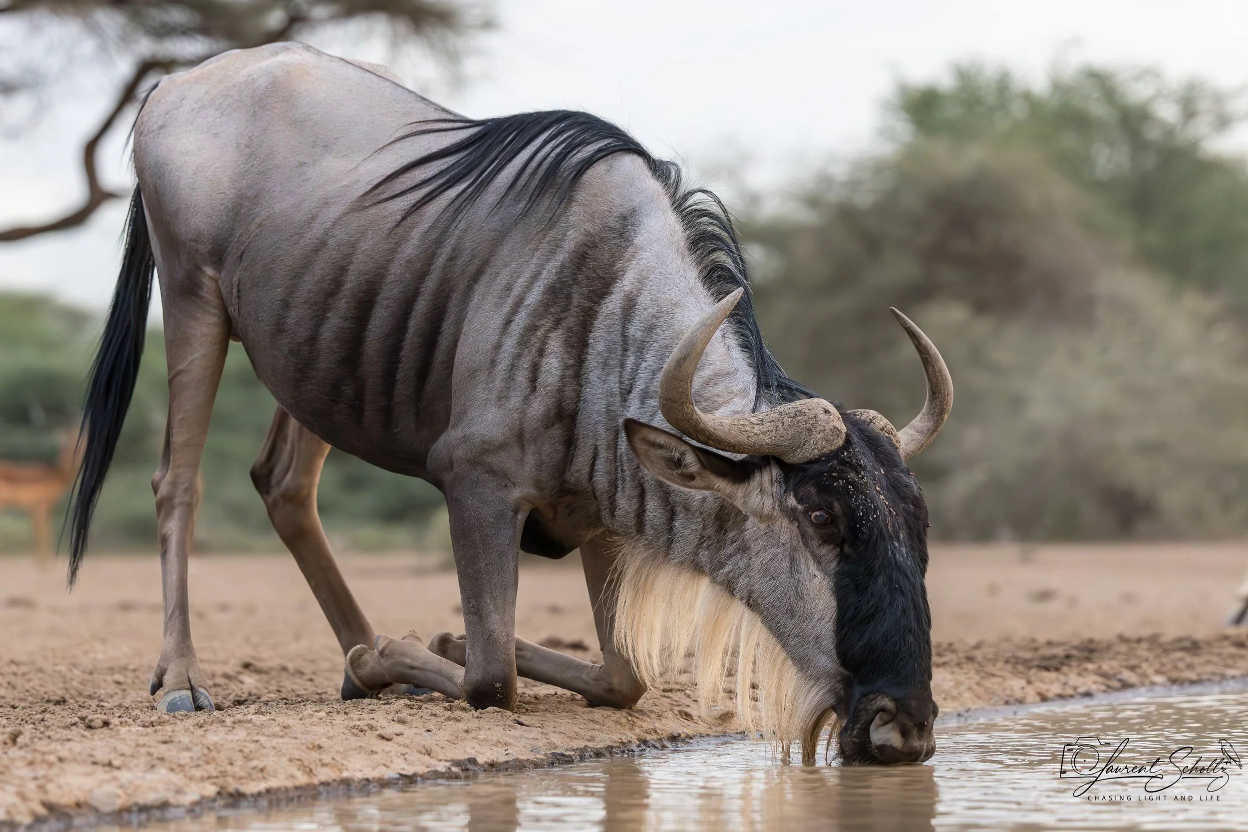 A wildebeest drinking water at the edge of a water body in a natural outdoor setting.