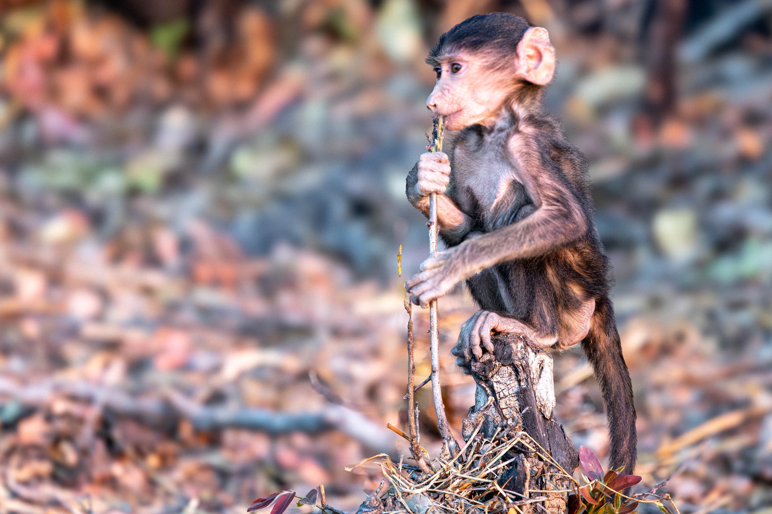 A baby monkey with a human-like face sits on a tree stump holding a stick, with a blurred natural background.