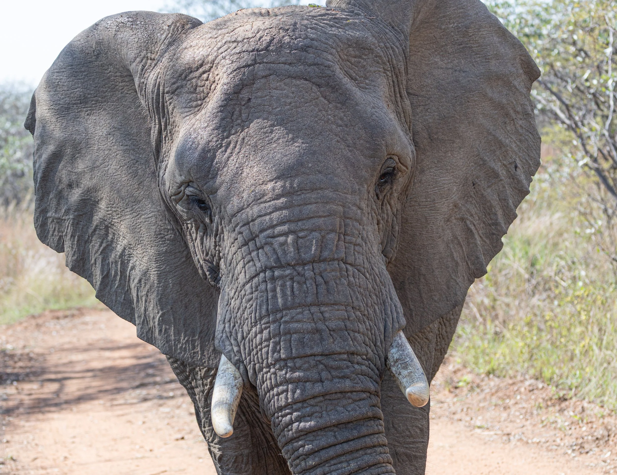 Close-up of an adult elephant's face, showing detailed skin texture, large ears, and long tusks, in a natural outdoor setting with trees and dirt ground in the background.