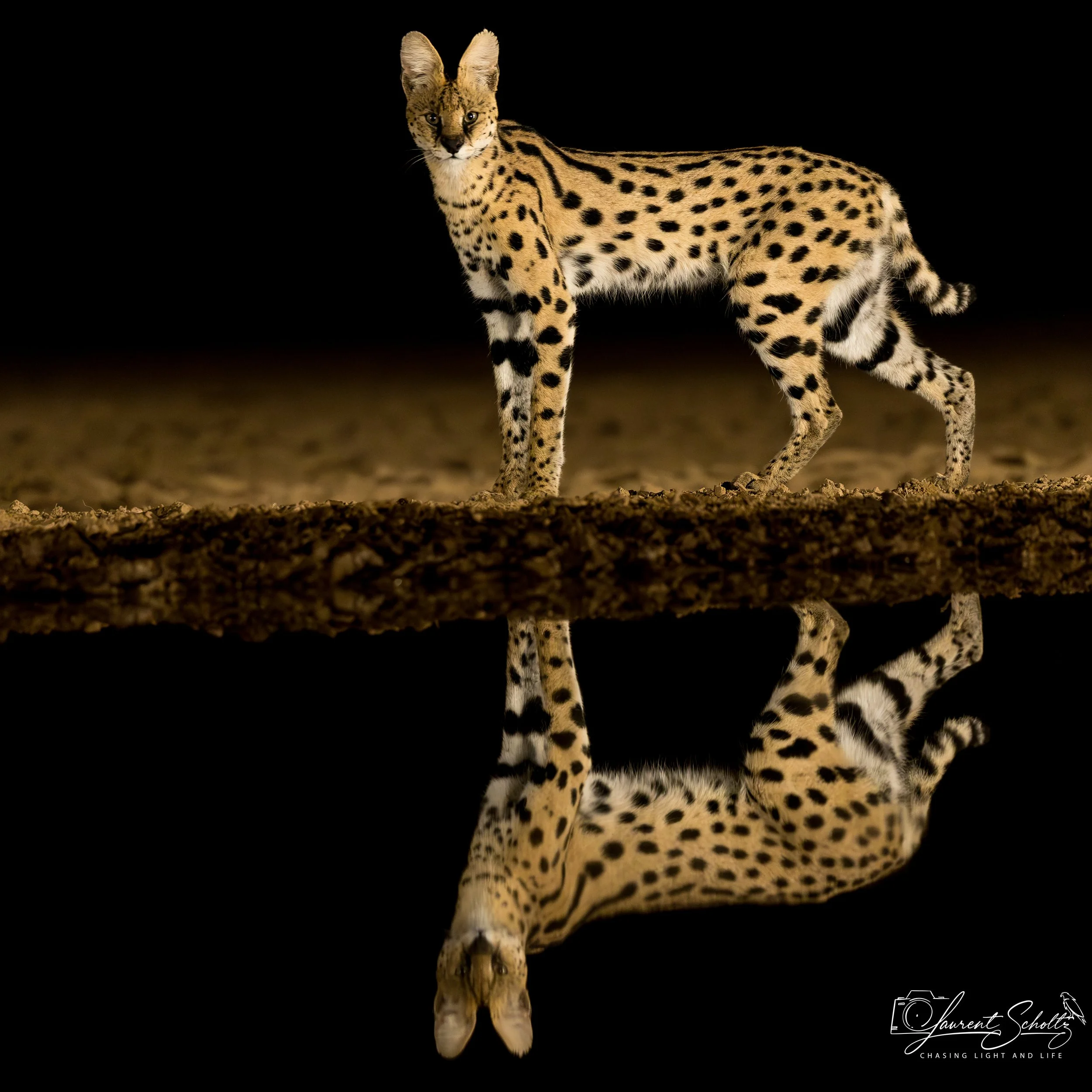A serval full body portrait with a black background, standing on a reflective surface, with the reflection visible below.