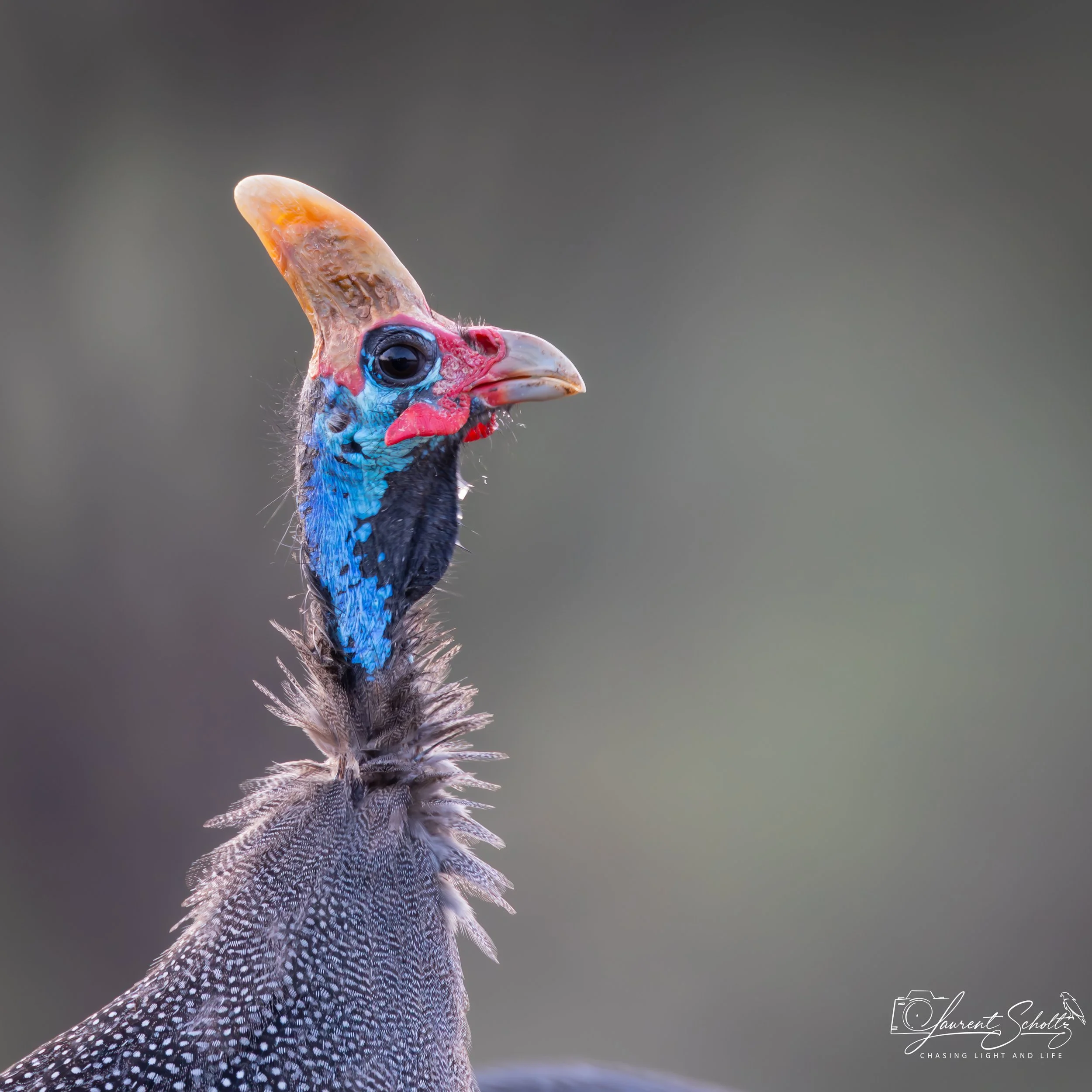 Close-up of a bird's head with colorful facial skin and crest, detailed feathers, and a dark eye against a blurred gray background.
