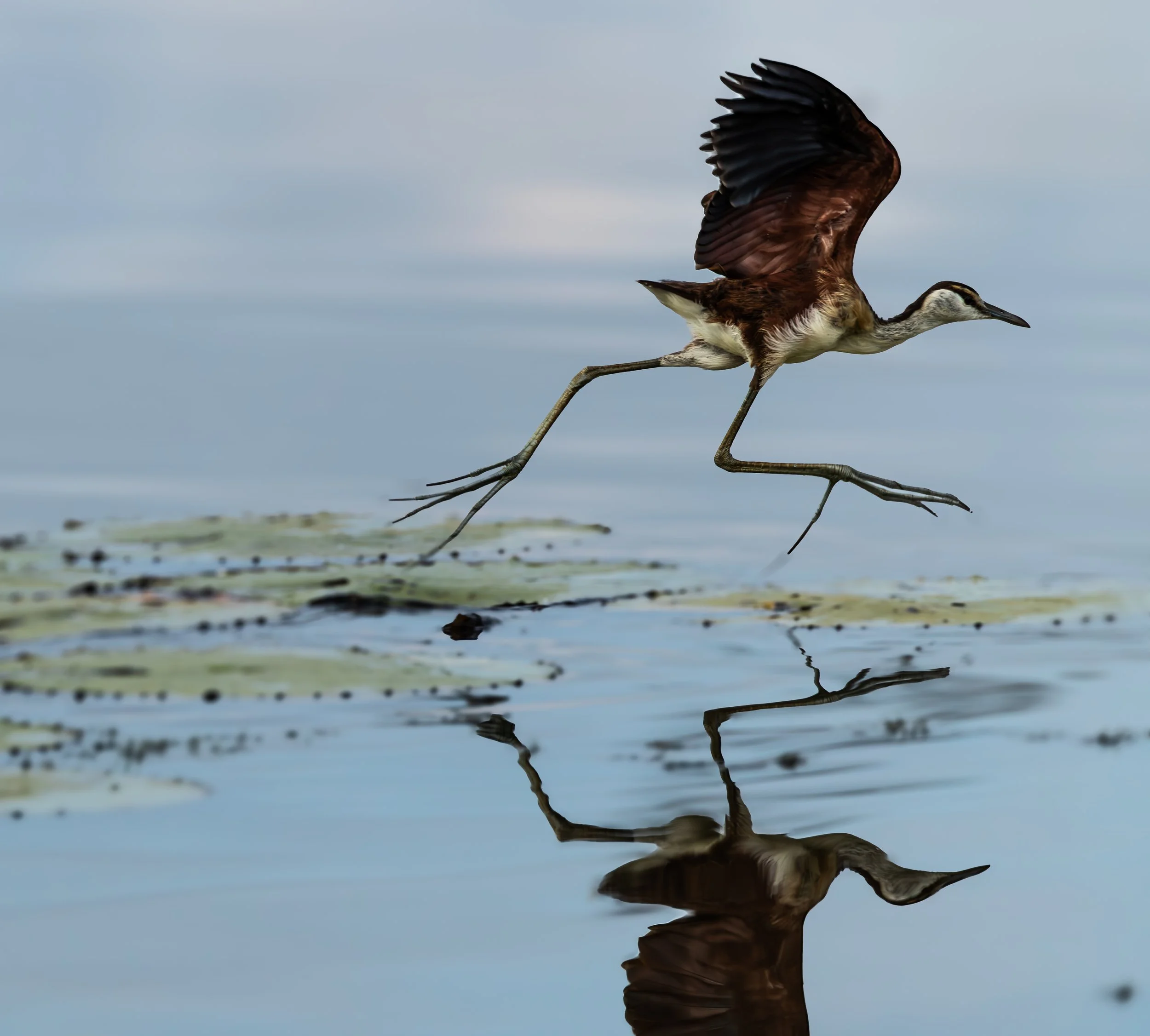A jacana walking on water with its wings partially open, reflected in the water below, with a cloudy sky in the background.
