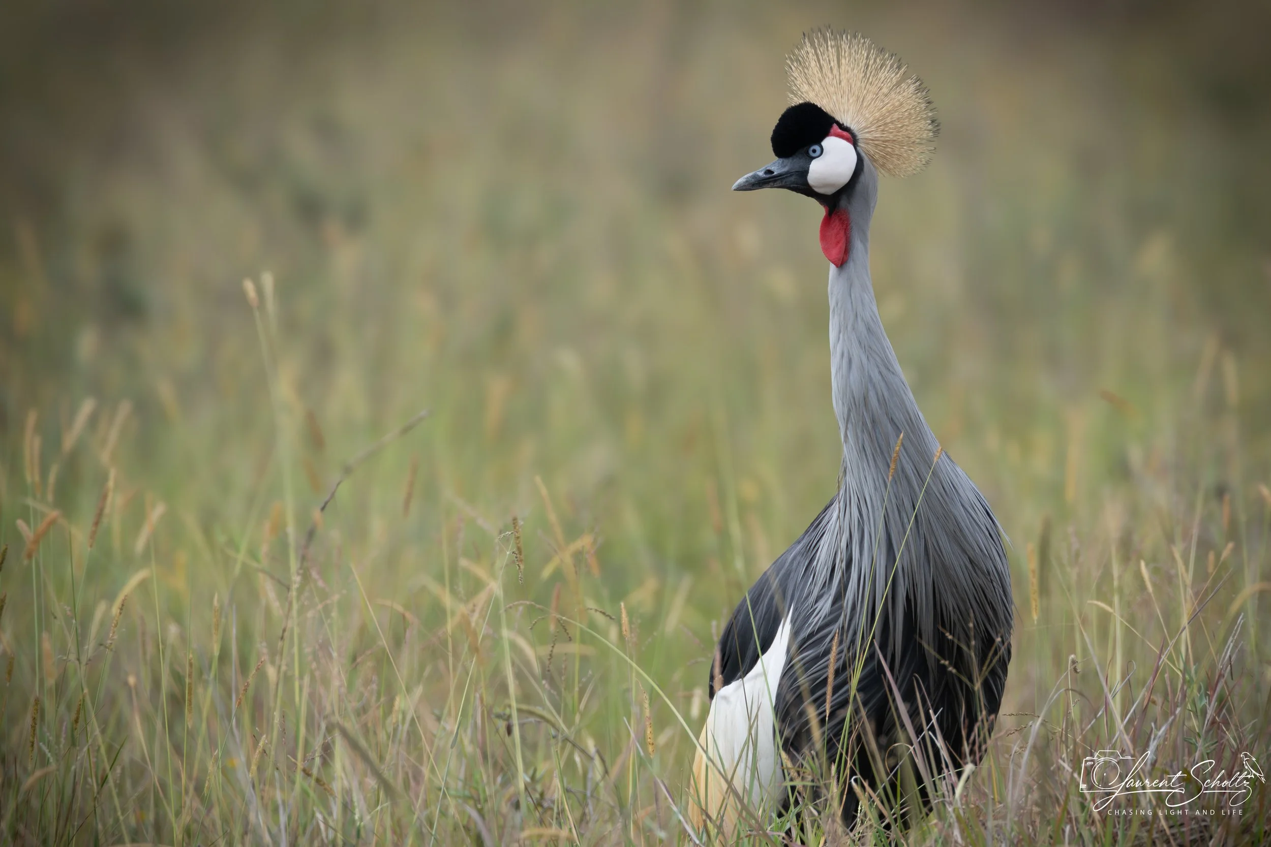 A close-up of a grey crowned crane standing in grass with a blurred background.