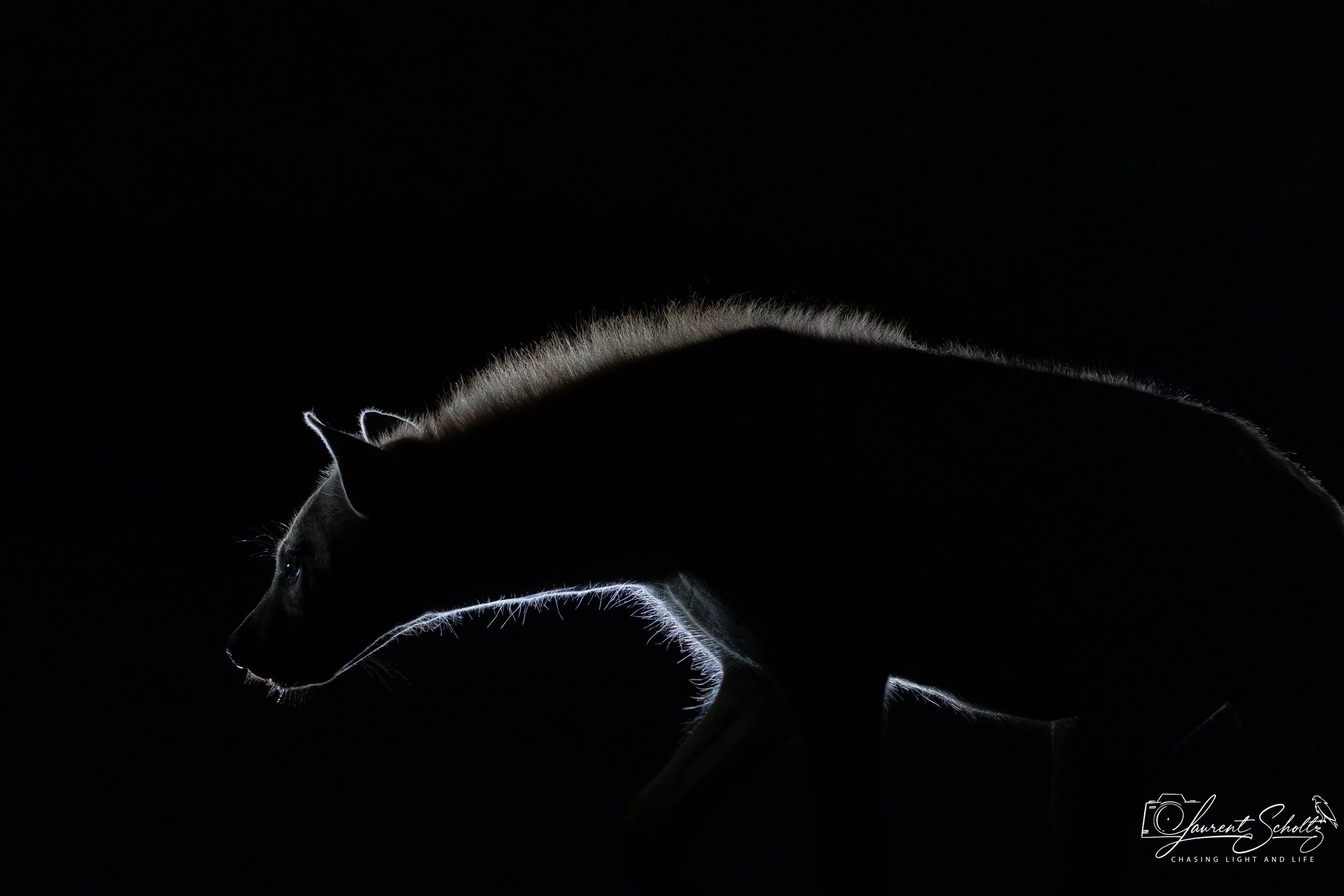 Side profile of a horse, illuminated with backlight highlighting its mane, ears, and outline against a dark background.