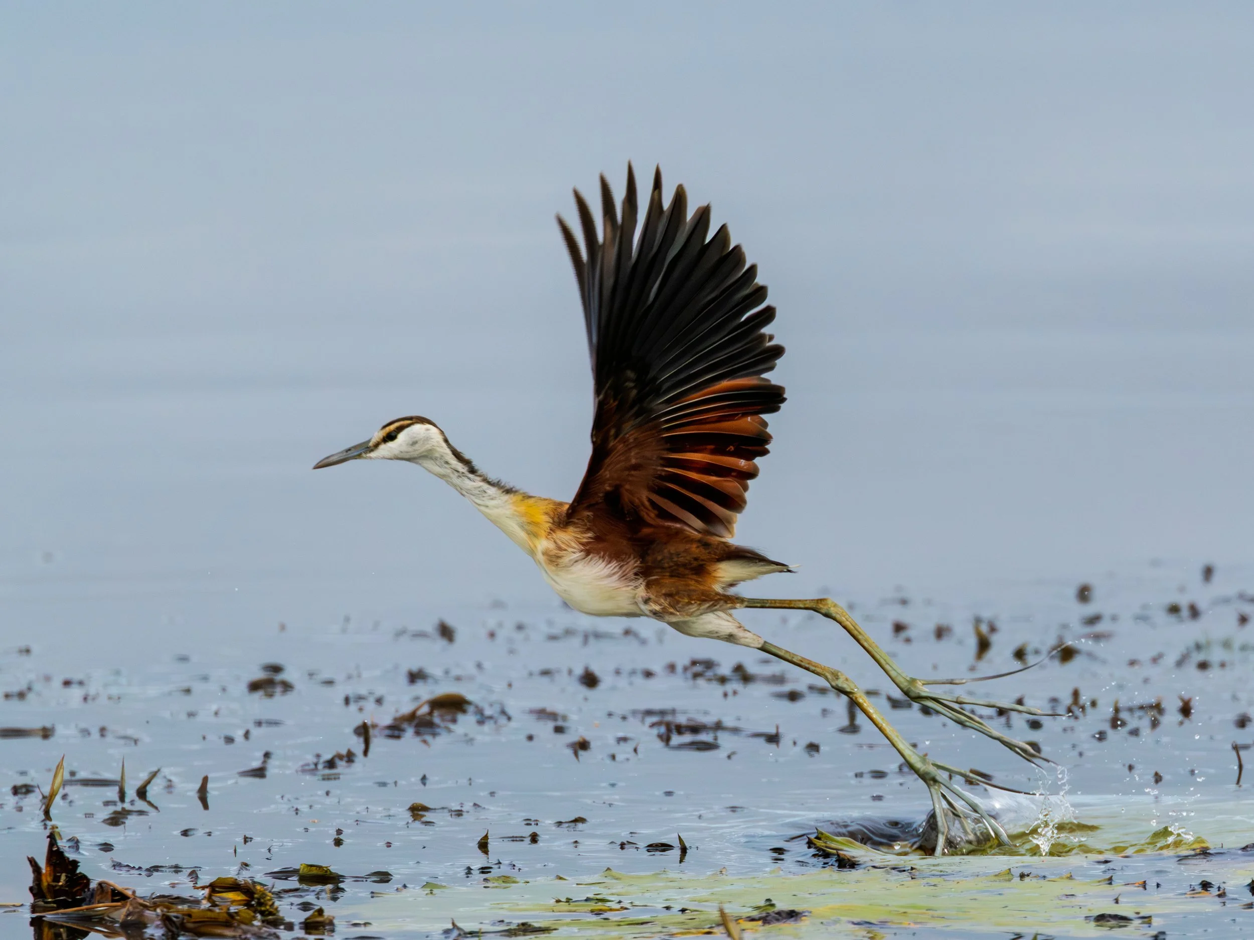 A jacana with its wings spread taking off from water, with reflections and floating plants visible.