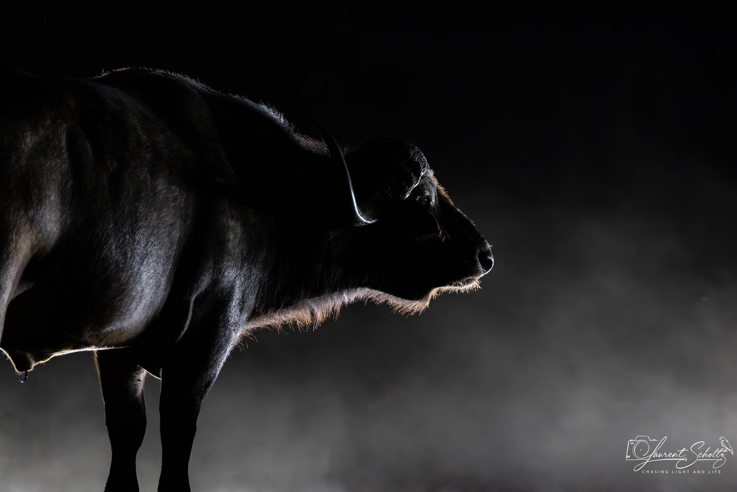 Silhouette of a buffalo  with a dark background, lit from behind highlighting its fur and profile.