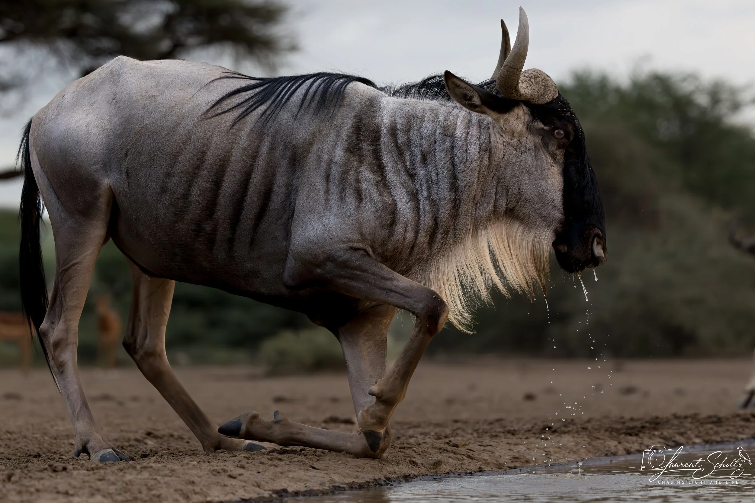 A wildebeest  kneeling at Shompole waterhole ,  with water dripping from its mouth, featuring large curved horns and a dark mane, set against a blurred natural background.