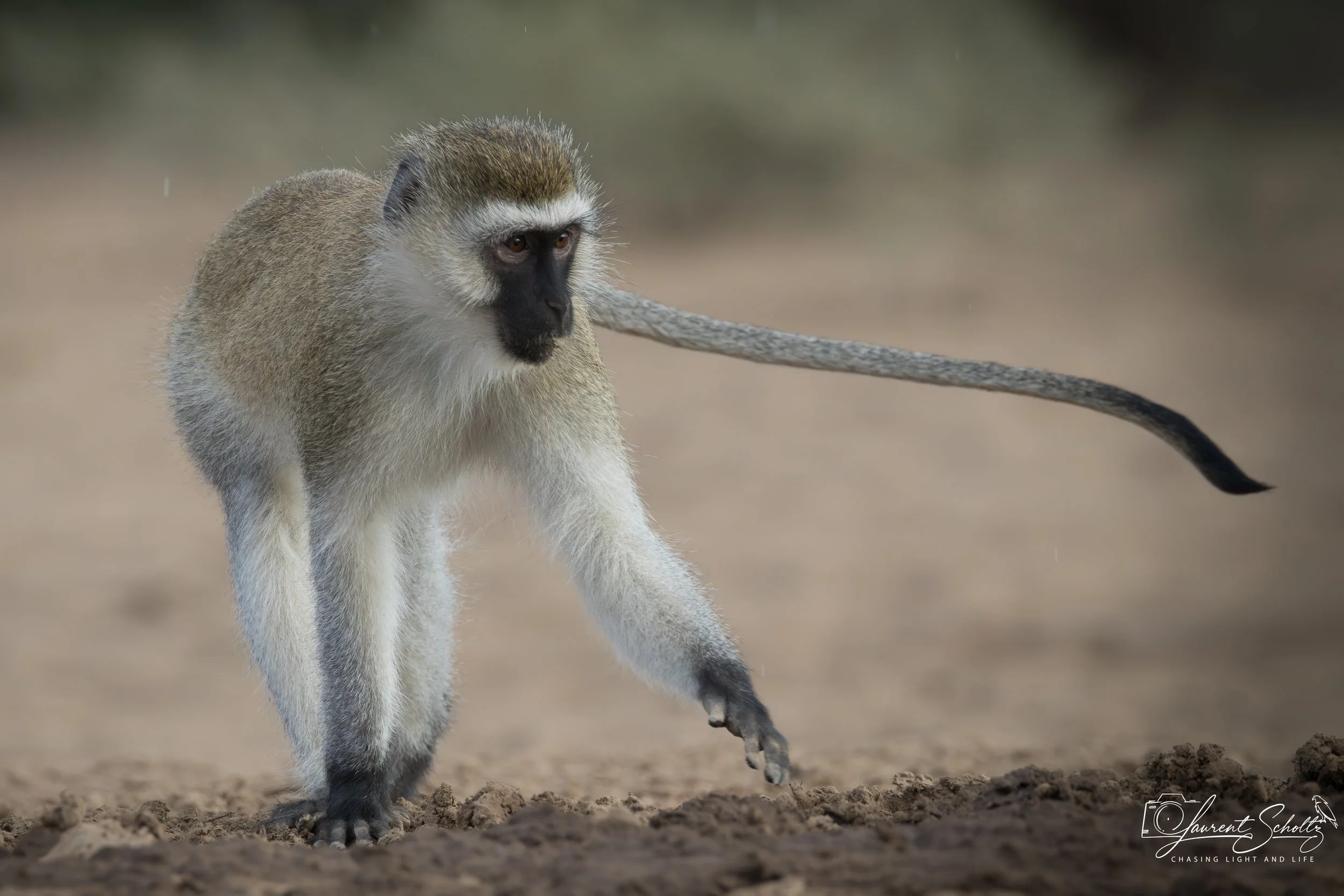 A monkey walking on the ground outdoors, facing left, with a long tail and blurred background