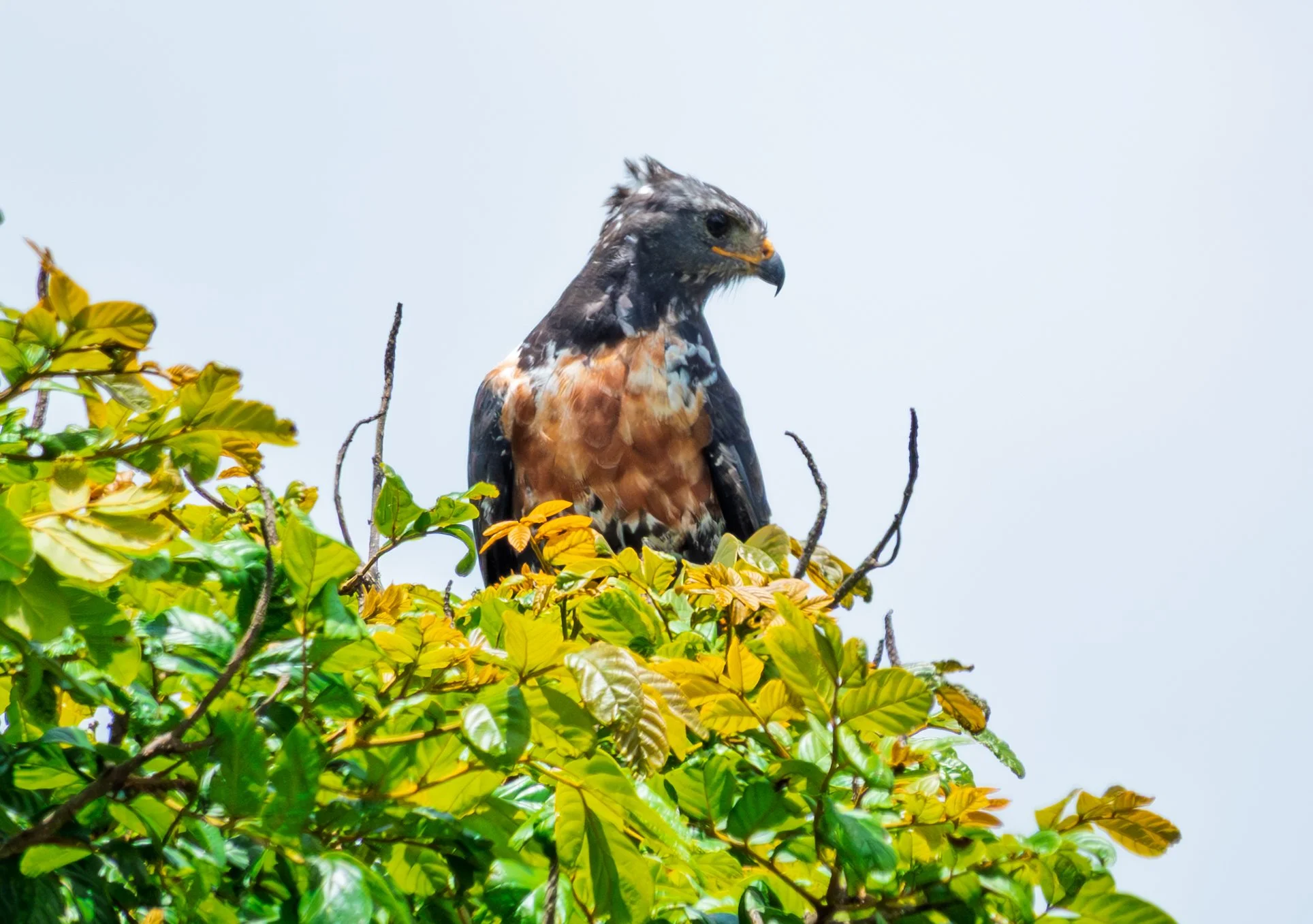 A jackal buzzard  perched on top of a green leafy tree.