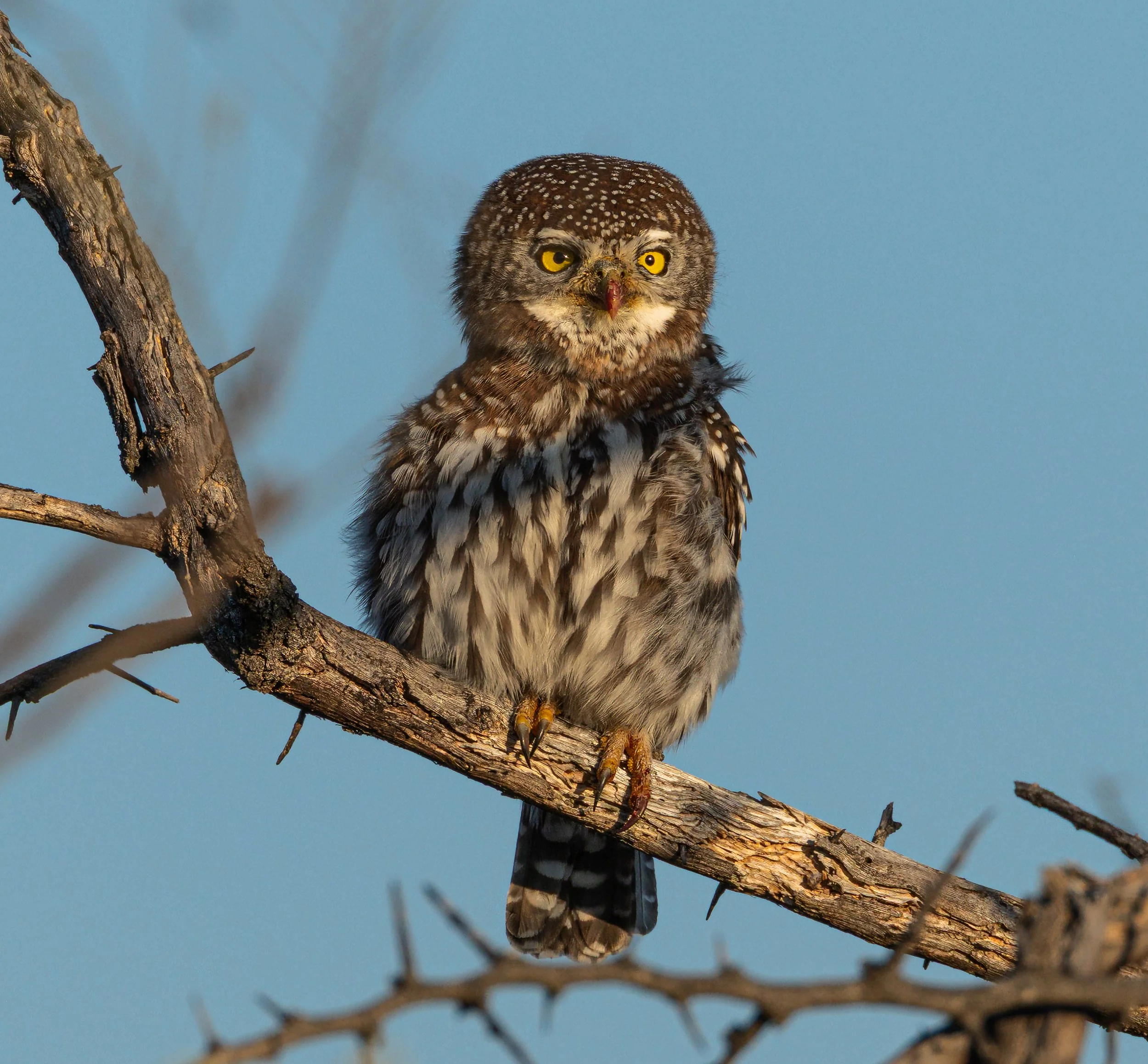A small Pearl spotted owlet with yellow eyes, brown and white feathers, perched on a tree branch against a clear blue sky.