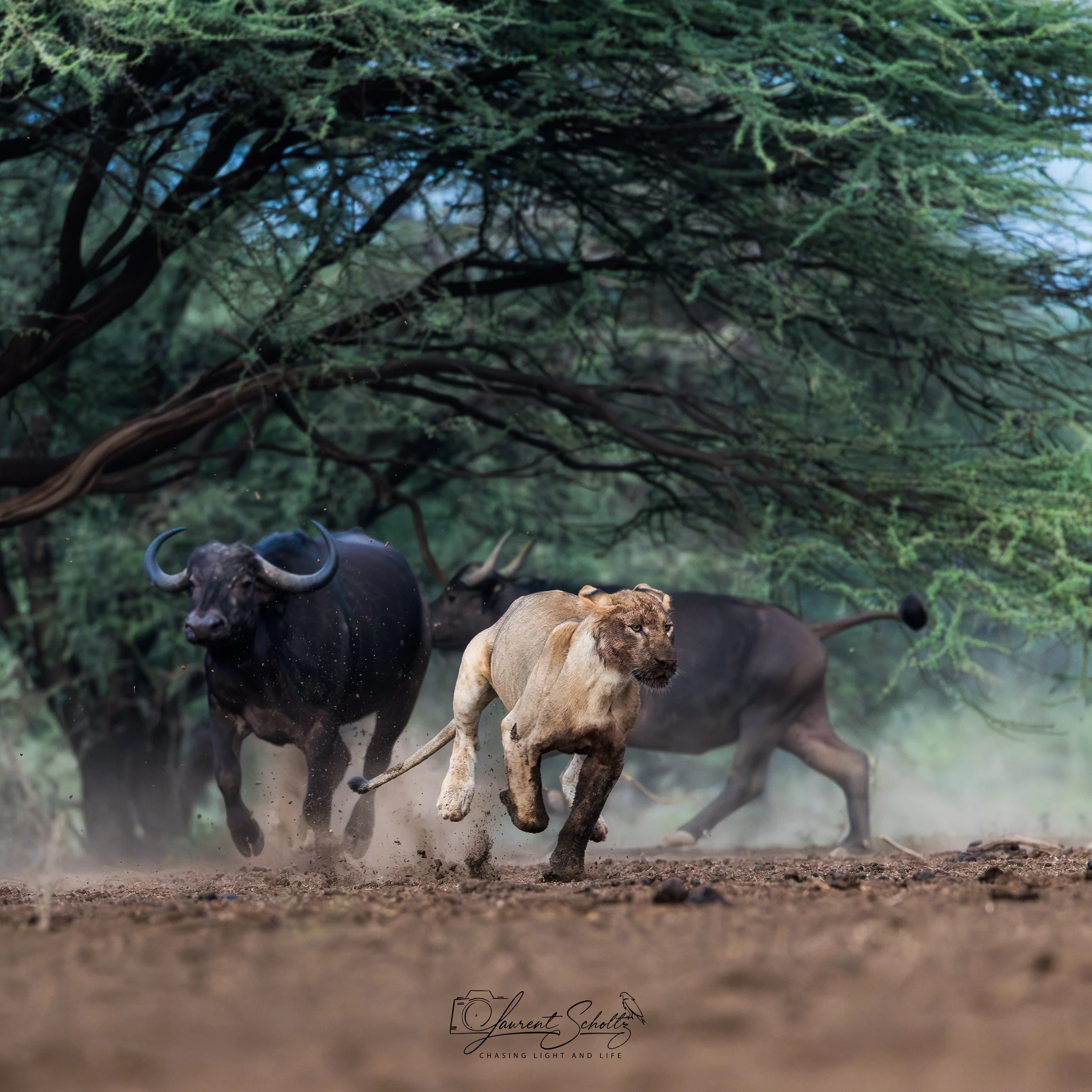 A scene from a jungle or forest with a lion and a buffalo in the foreground. The background features lush green foliage and trees. The ground appears to be dusty or dirt terrain.
