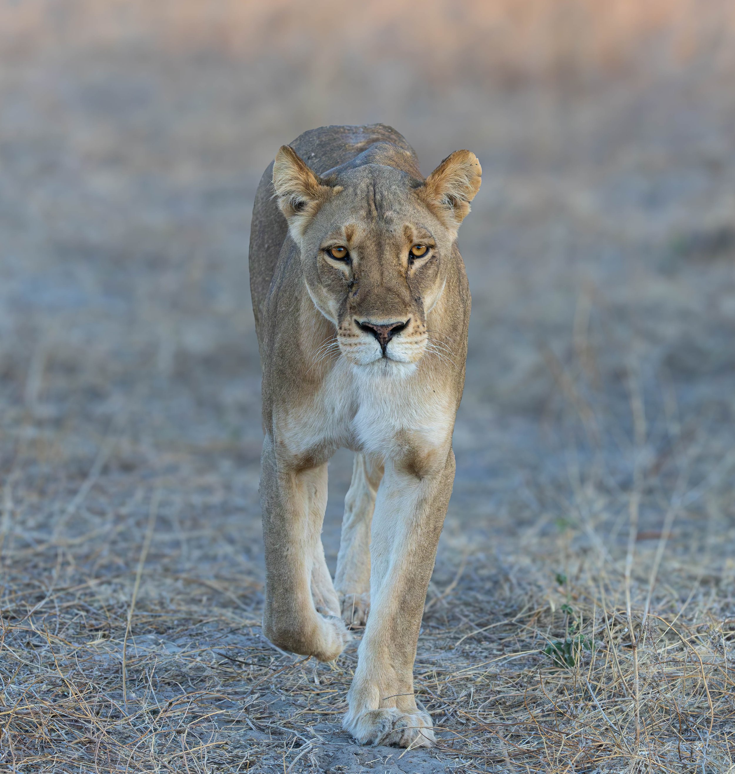 A lioness walking through a dry, grassy terrain with a neutral expression on her face.