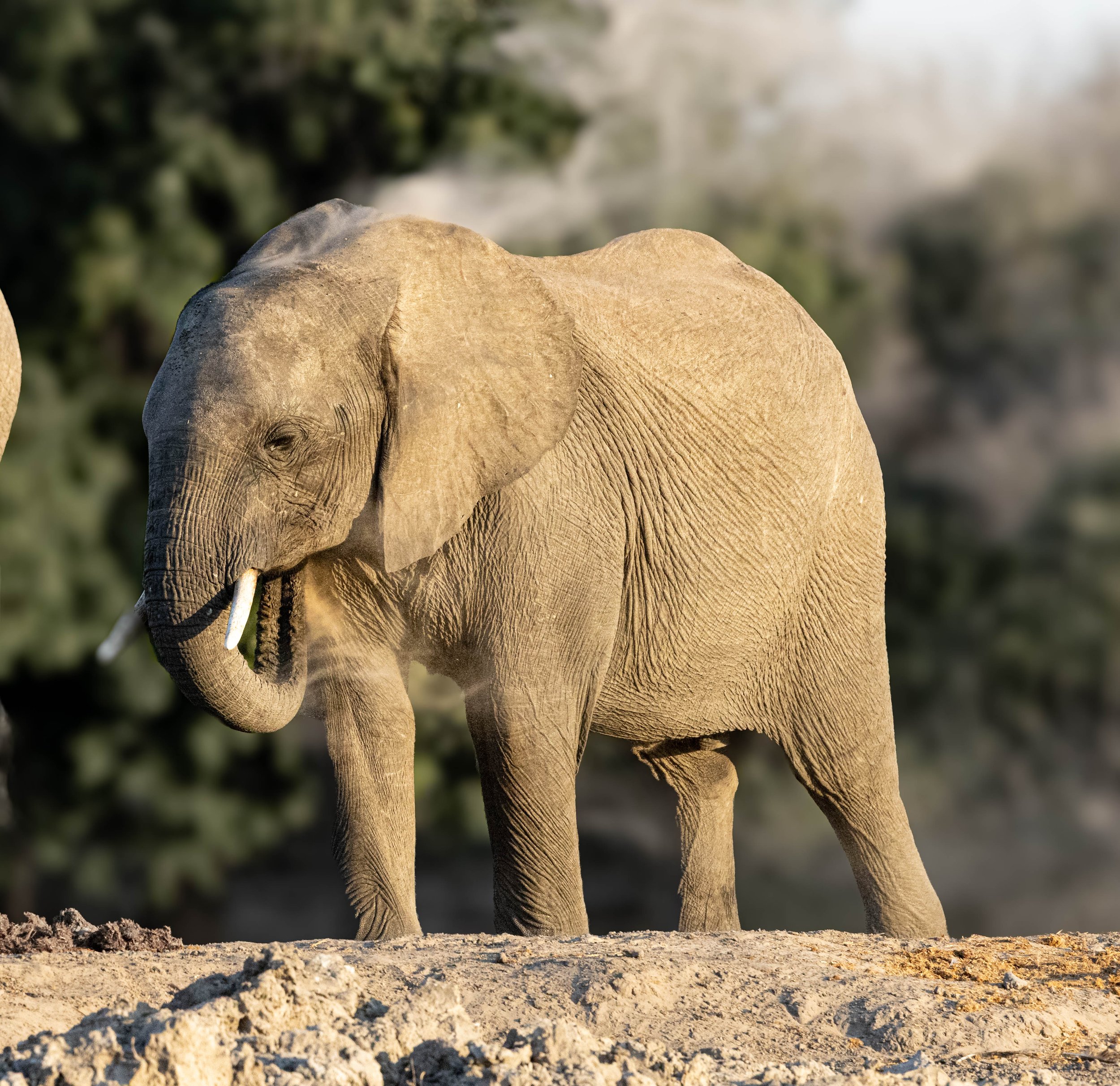 A photograph of a young elephant standing on dry, cracked ground in a natural habitat, with green foliage blurred in the background.
