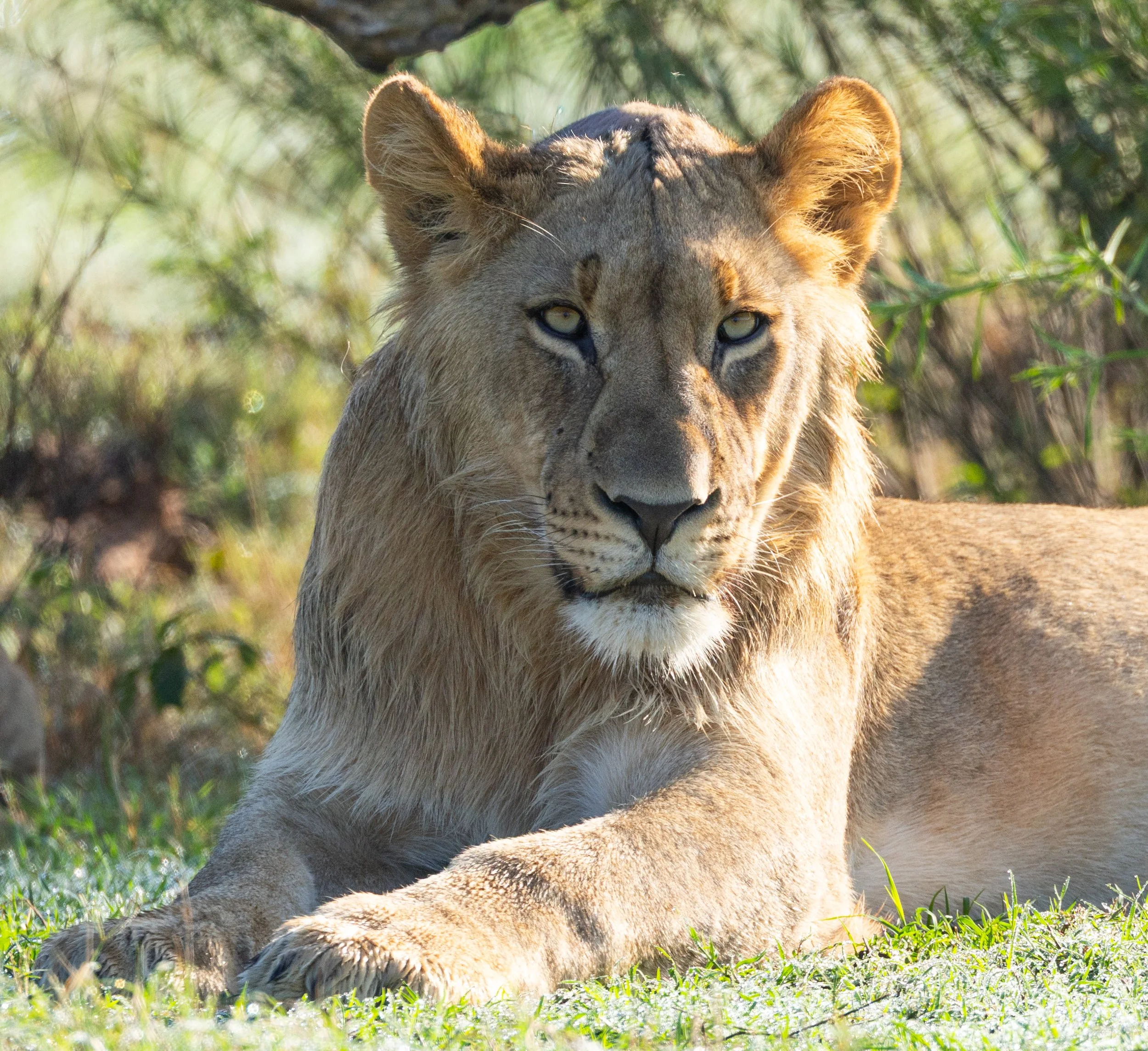 A lion resting on the grass in a natural habitat.