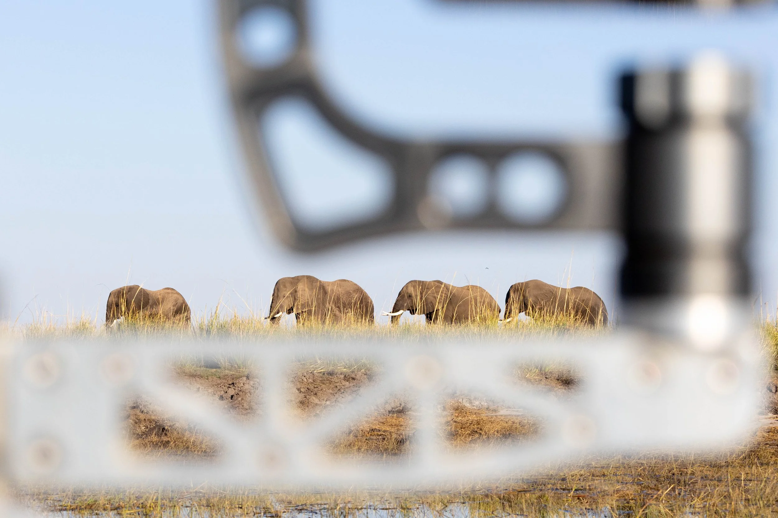 A group of elephants walking in a grassy plain as viewed through a camera gimbal