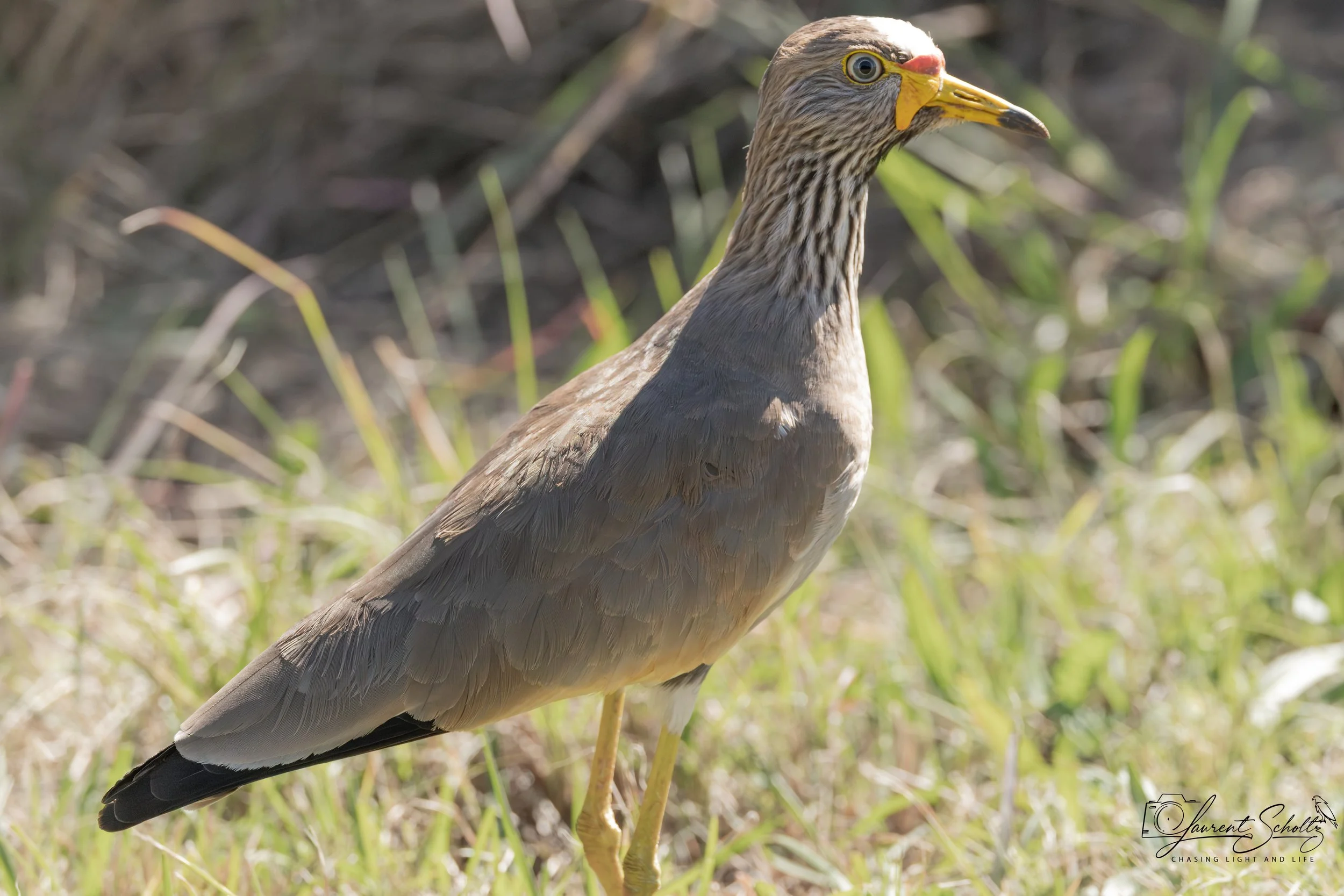 Close-up of a wattled lapwing a yellow beak, brown and gray feathers, standing on grass with blurred vegetation in the background.