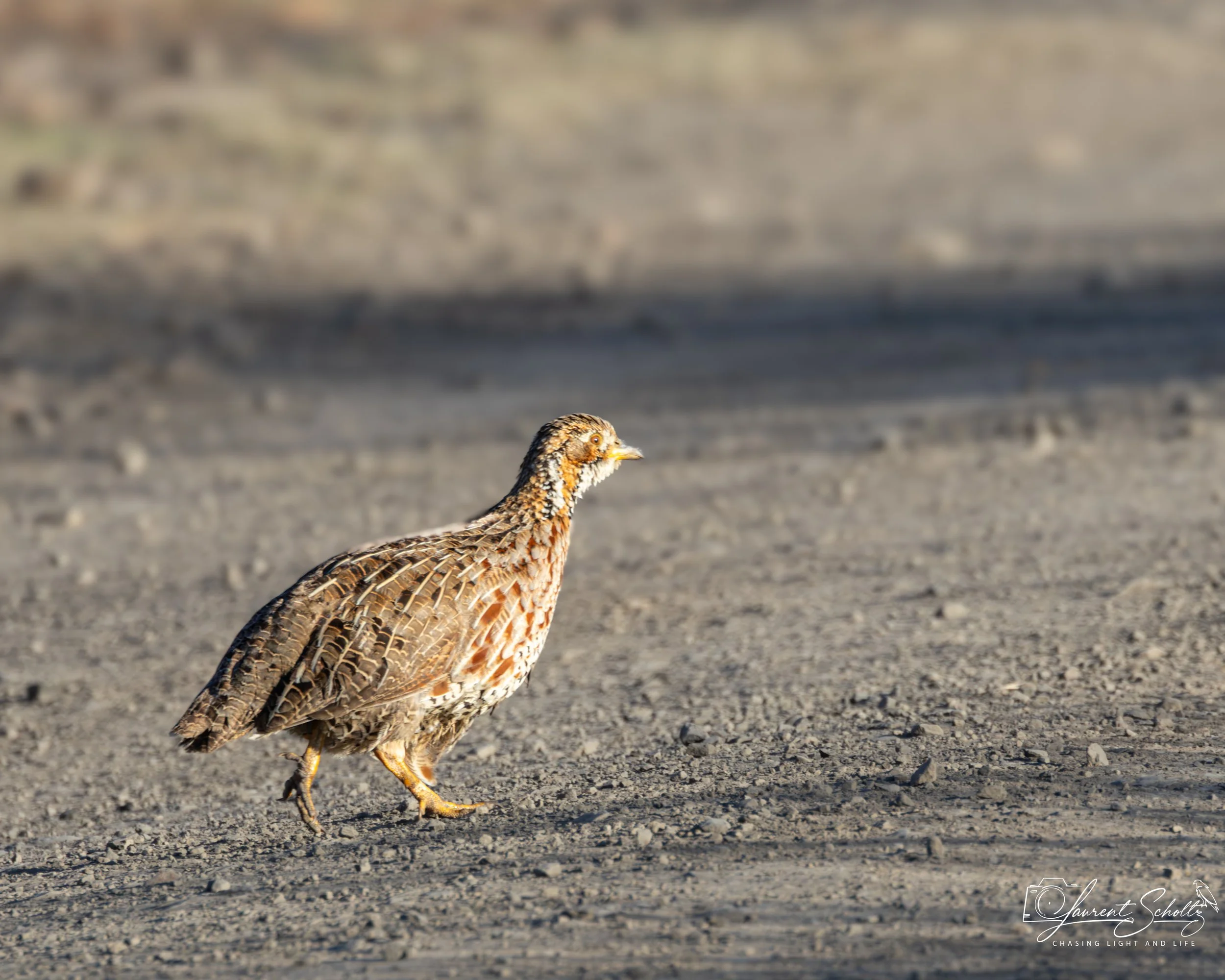 A Natal spurfowl walking on a gravelly path in a natural outdoor setting.