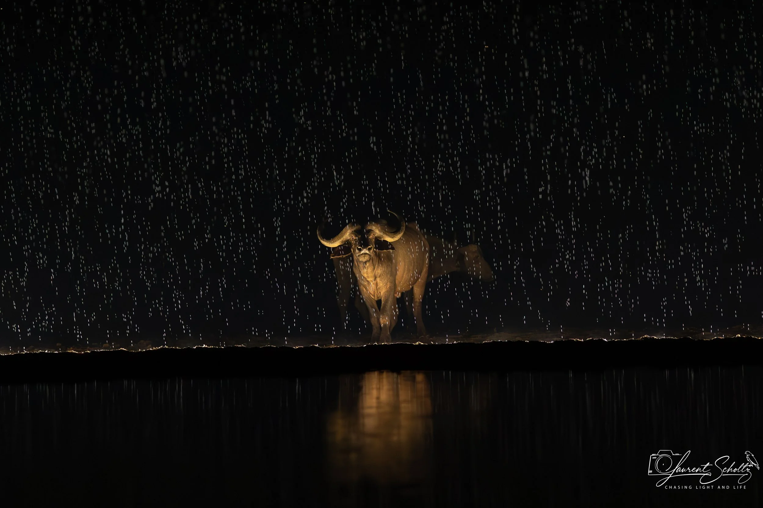 A statue of a bull is illuminated in darkness, with rain falling around it and a reflection visible on the wet ground.