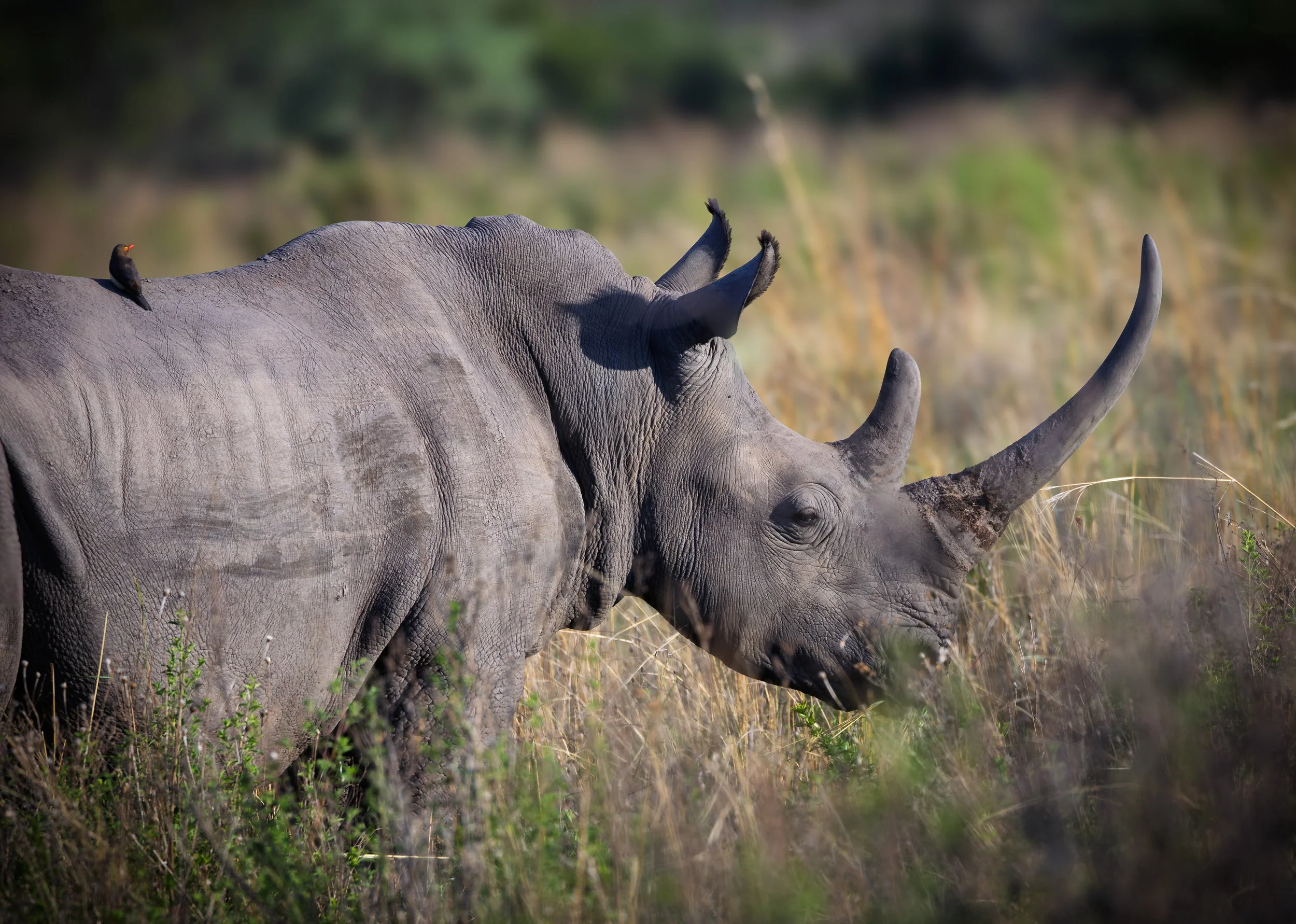 A large rhino  with prominent horn standing in grassland with a bird perched on its back.