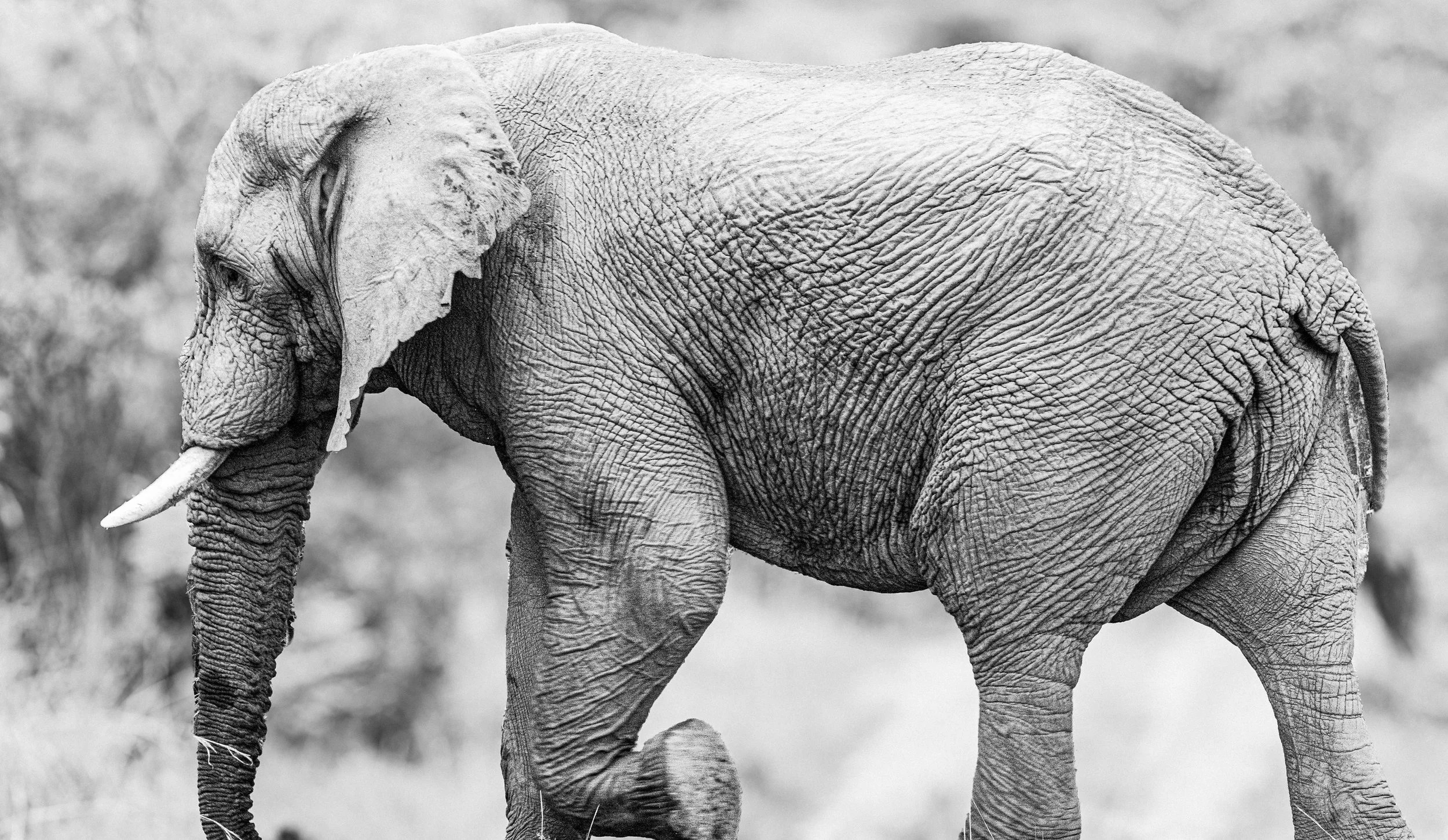 Black and white photograph of an adult elephant standing outdoors with a blurred background of trees and grass.