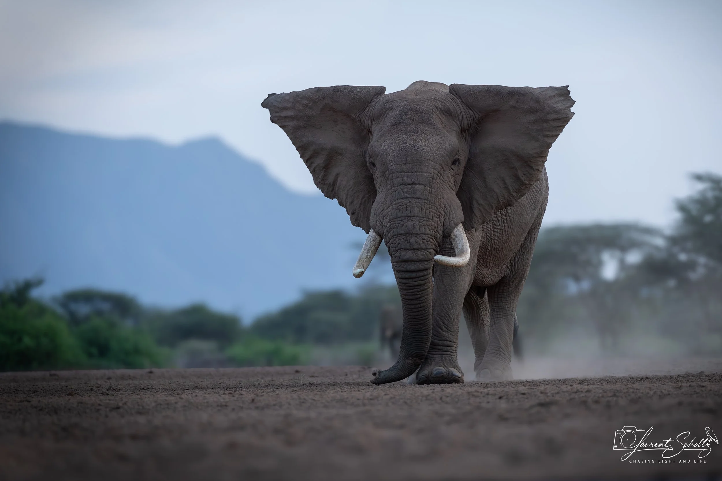 A close-up of an elephant walking toward the camera on a dirt path in a natural landscape with mountains and trees in the background.