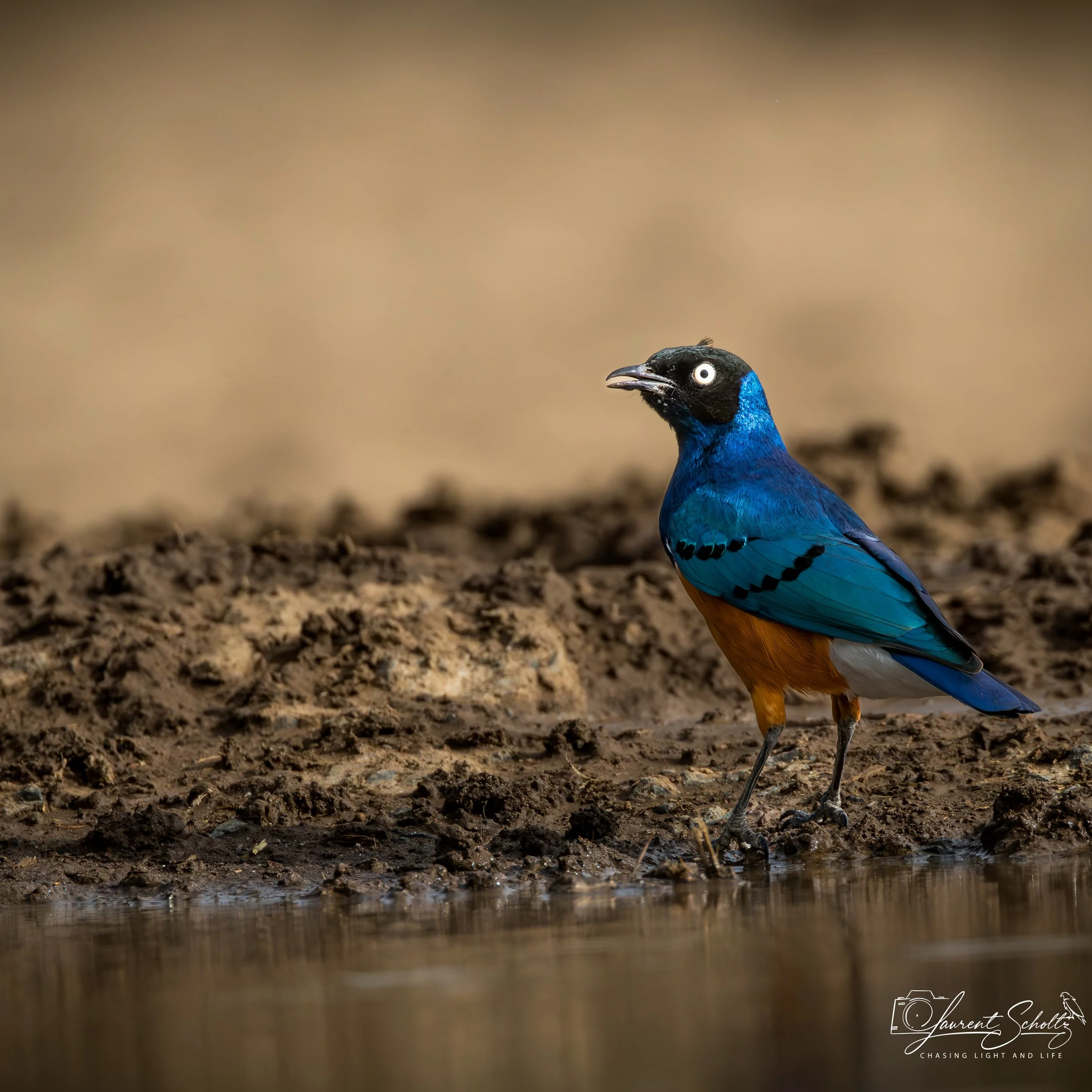 A vibrant blue and black bird standing on muddy ground near water, with a blurred background.