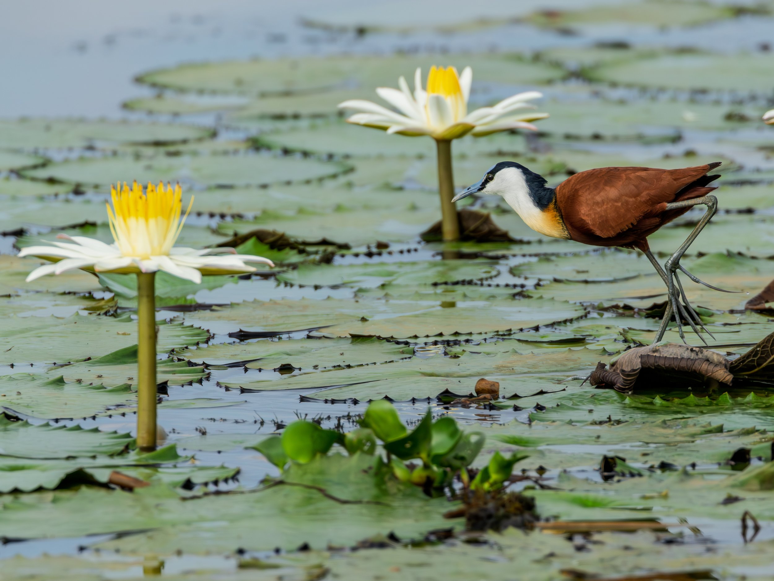 An african jacana , possibly a heron or egret, standing on a lily pad in a pond with blooming white water lilies and green lily pads.
