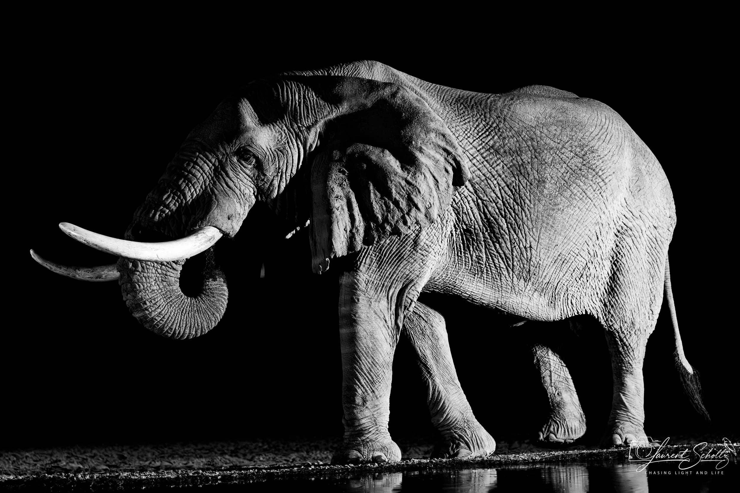 A black and white photograph of a large elephant standing on a patch of ground with water beneath its feet, isolated against a black background.