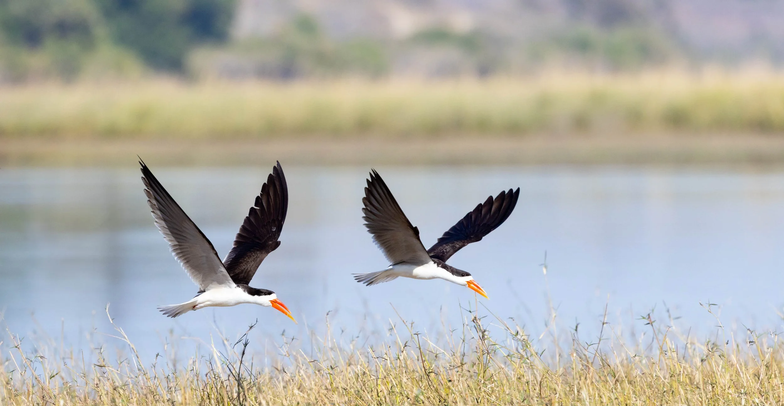 Two skimmers flying low over marshy grass near a body of water, with blurred trees and landscape in the background. Chobe